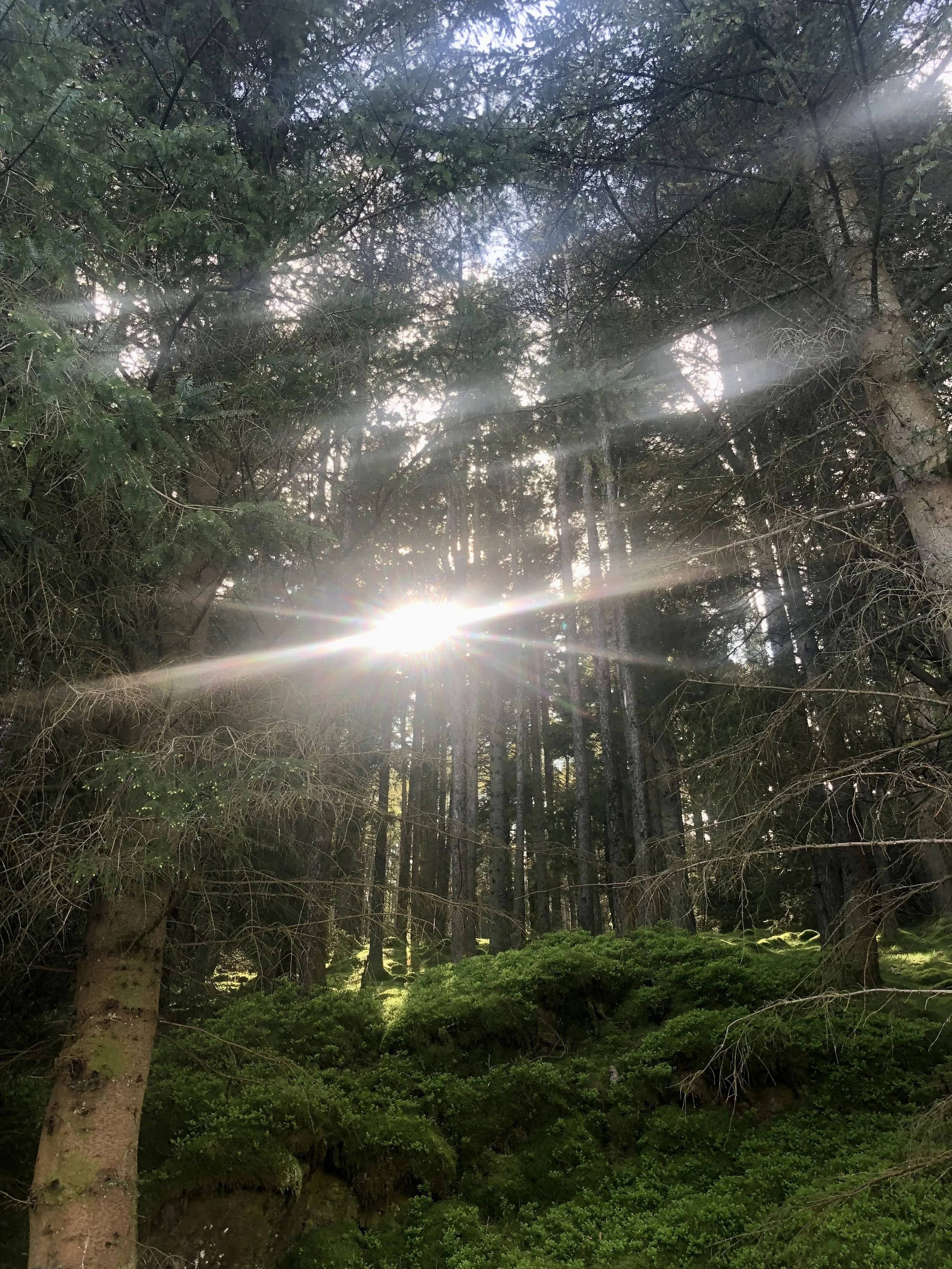 What Is Forest Bathing, And Why Does Guidance Matter?