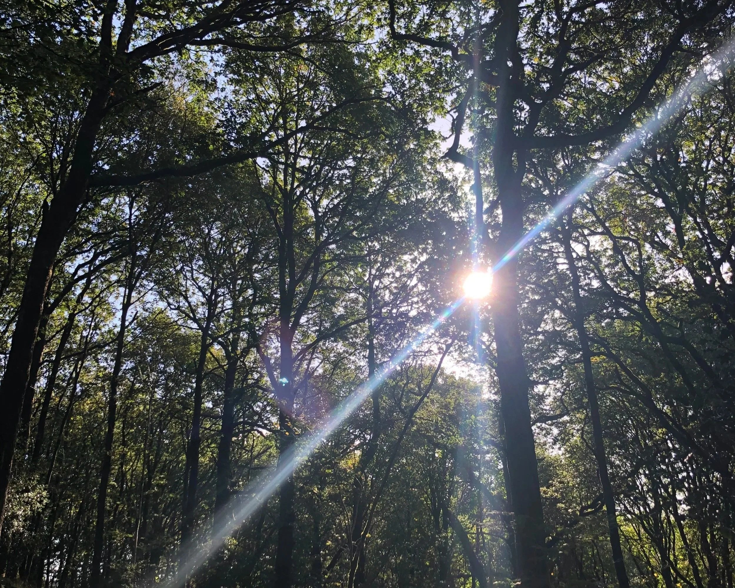 Autumn Sunlight beaming through the trees in the woodland where midlife retreats are in the UK for women