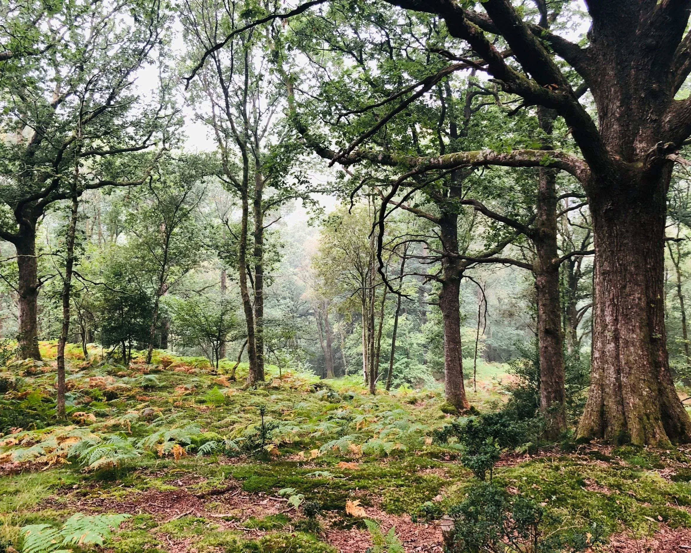 Old Oak Trees in the temperate rainforest in the Lake District, sit of the woodland retreat for women in midlife