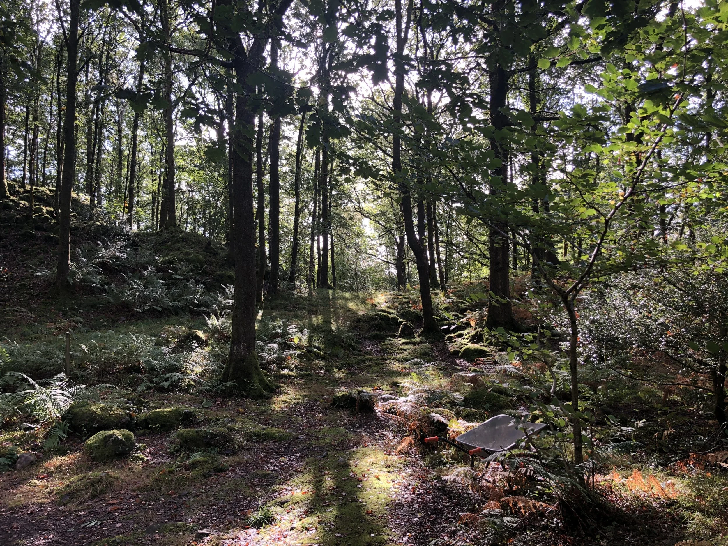 Ancient woodland where the midlife retreat for women UK in the lake district takes place