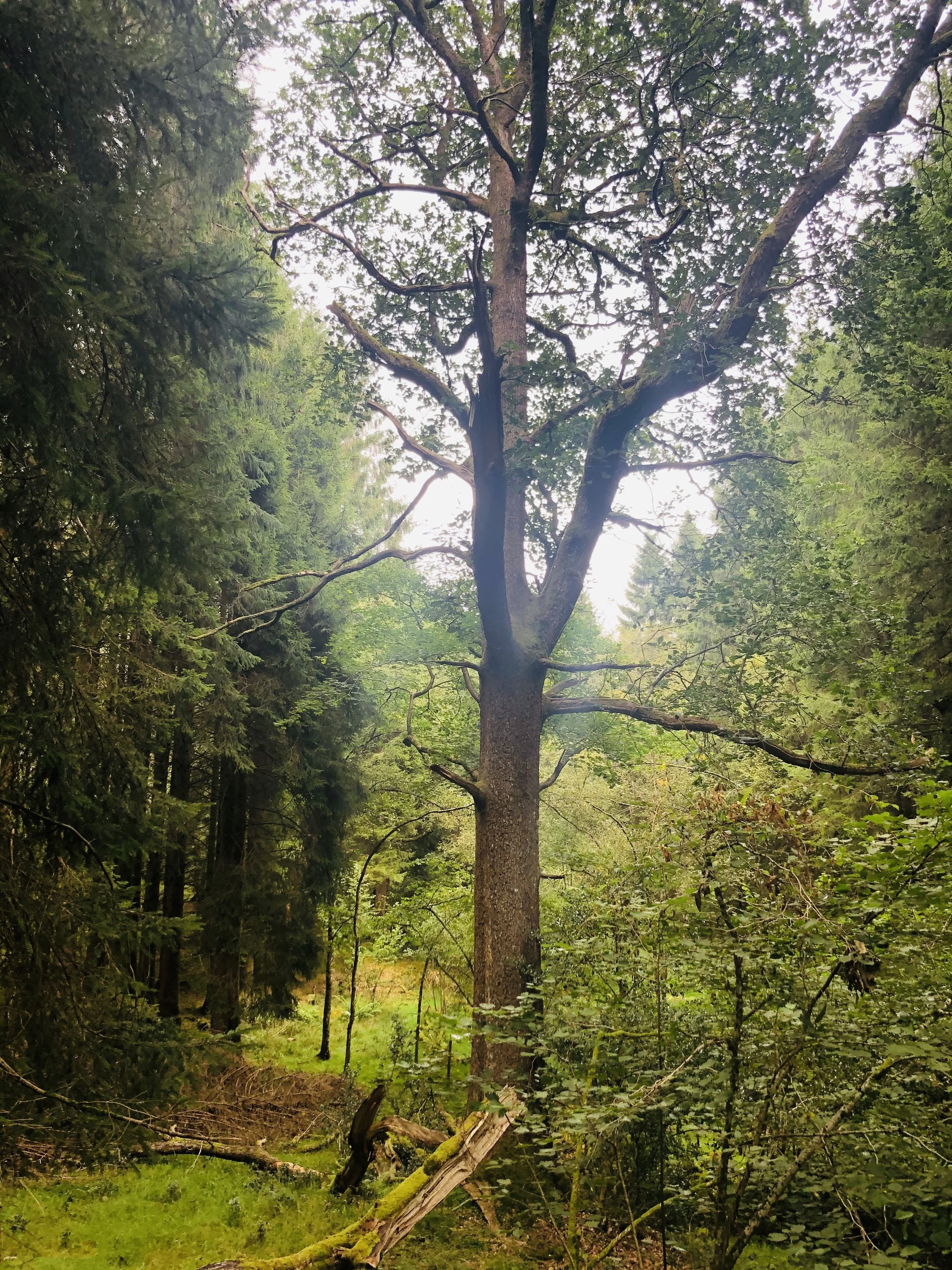 Ancient woodland retreat for women in the midlife in the Lake District Autumn 2026