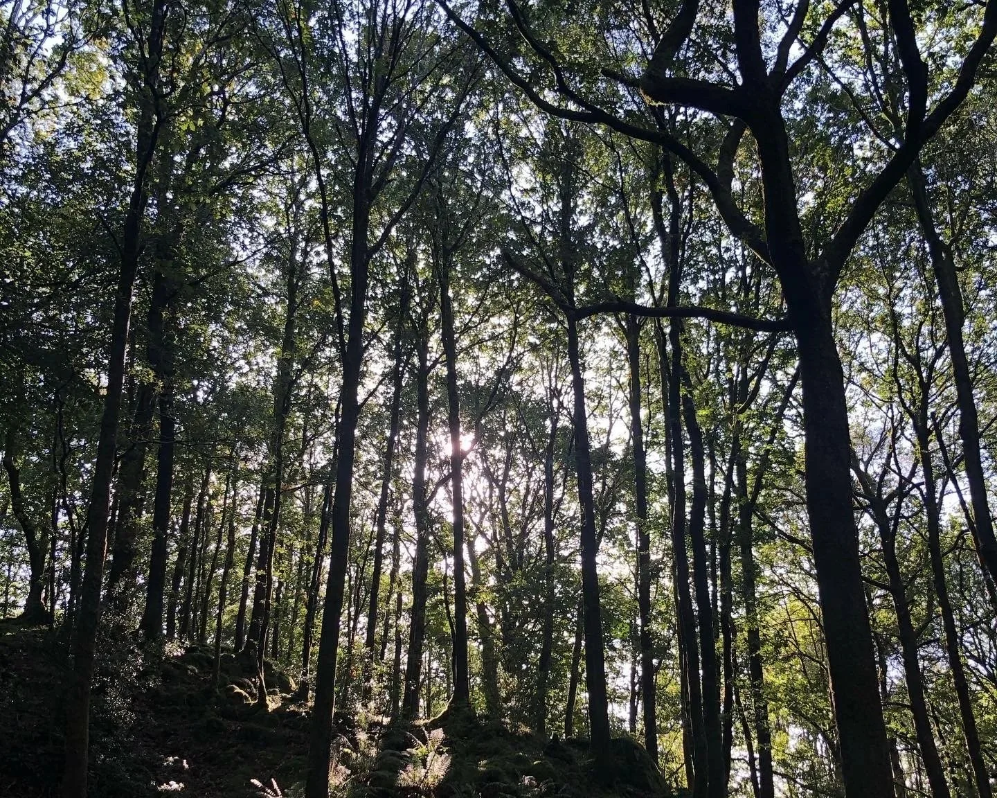 Trees and light on the womans woodland retreat in the midlife in Cumbria, the UK