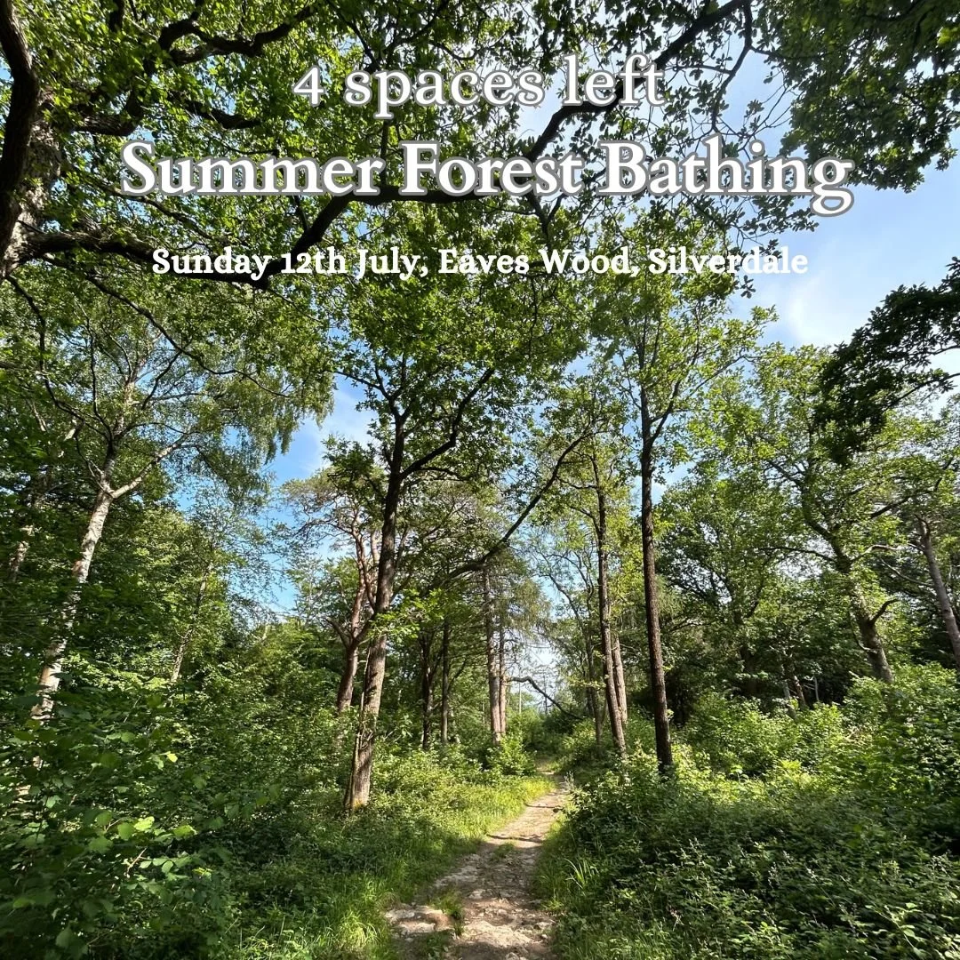 Summer Forest Bathing in Cumbria July 2026