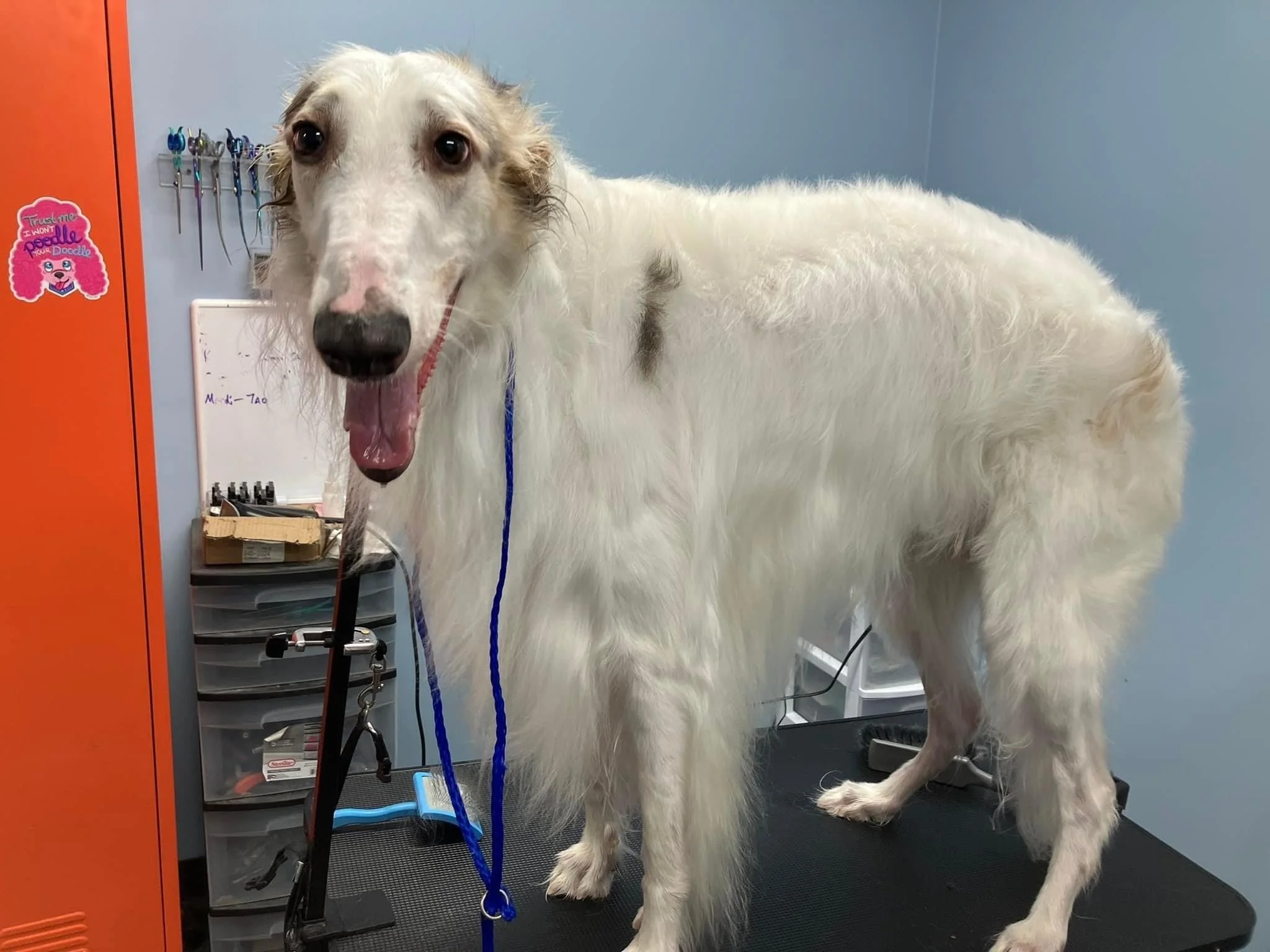 image_6483441 copy.JPG