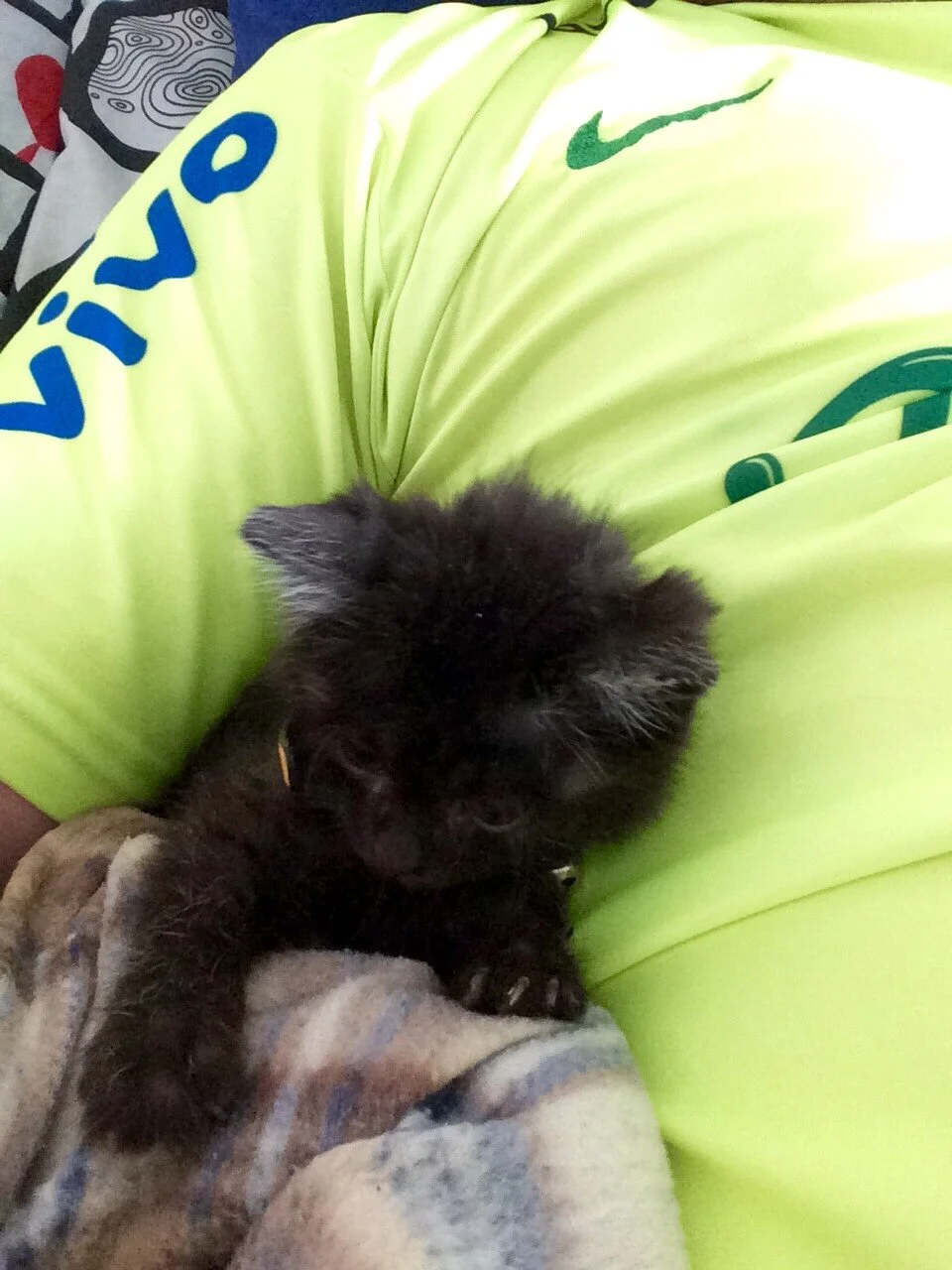 Since both of my fish committed suicide and my turtle just gave up on life, I got a kitten