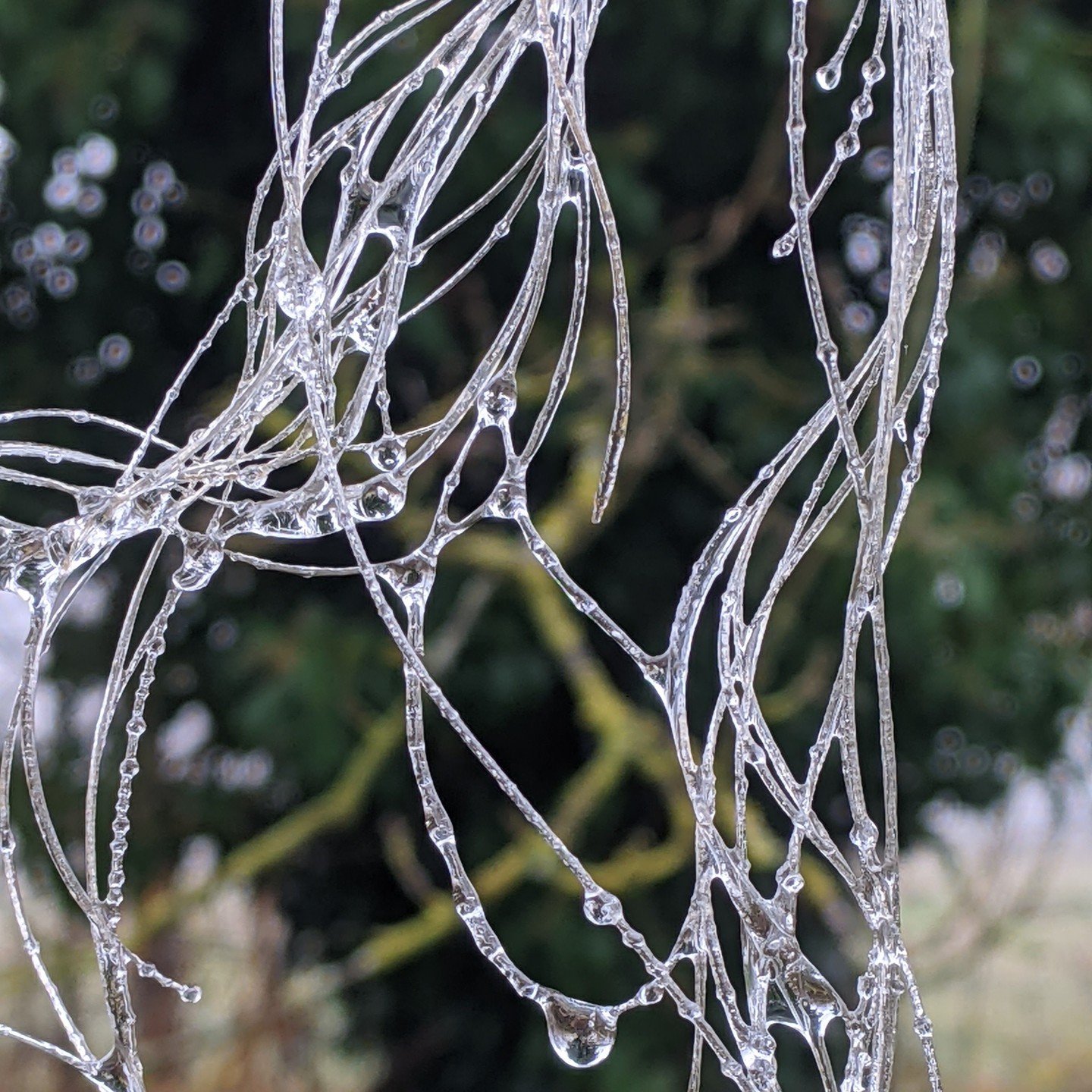 ✨Reposting Me! Deliciously drippy, frozen tendrils. 

🌕These photos were the inspiration for that last moonstone pendant (see previous post). 

😷 Taken in the long, crazy winter of 2020 during one of my many wanderings in #FulbournFen

❄️It took me