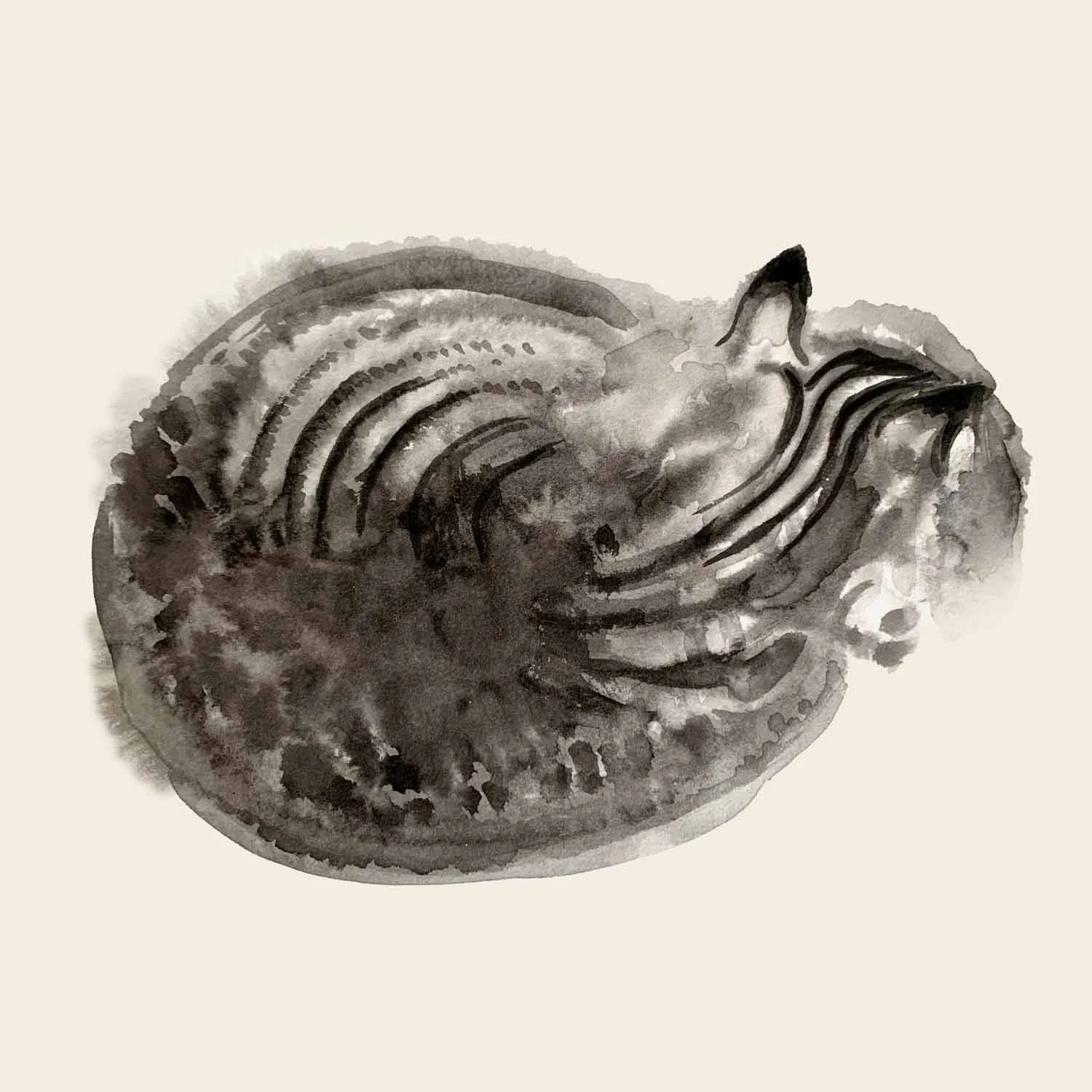 Slleepy_Cat_Ink_IMG_2047b_.jpg