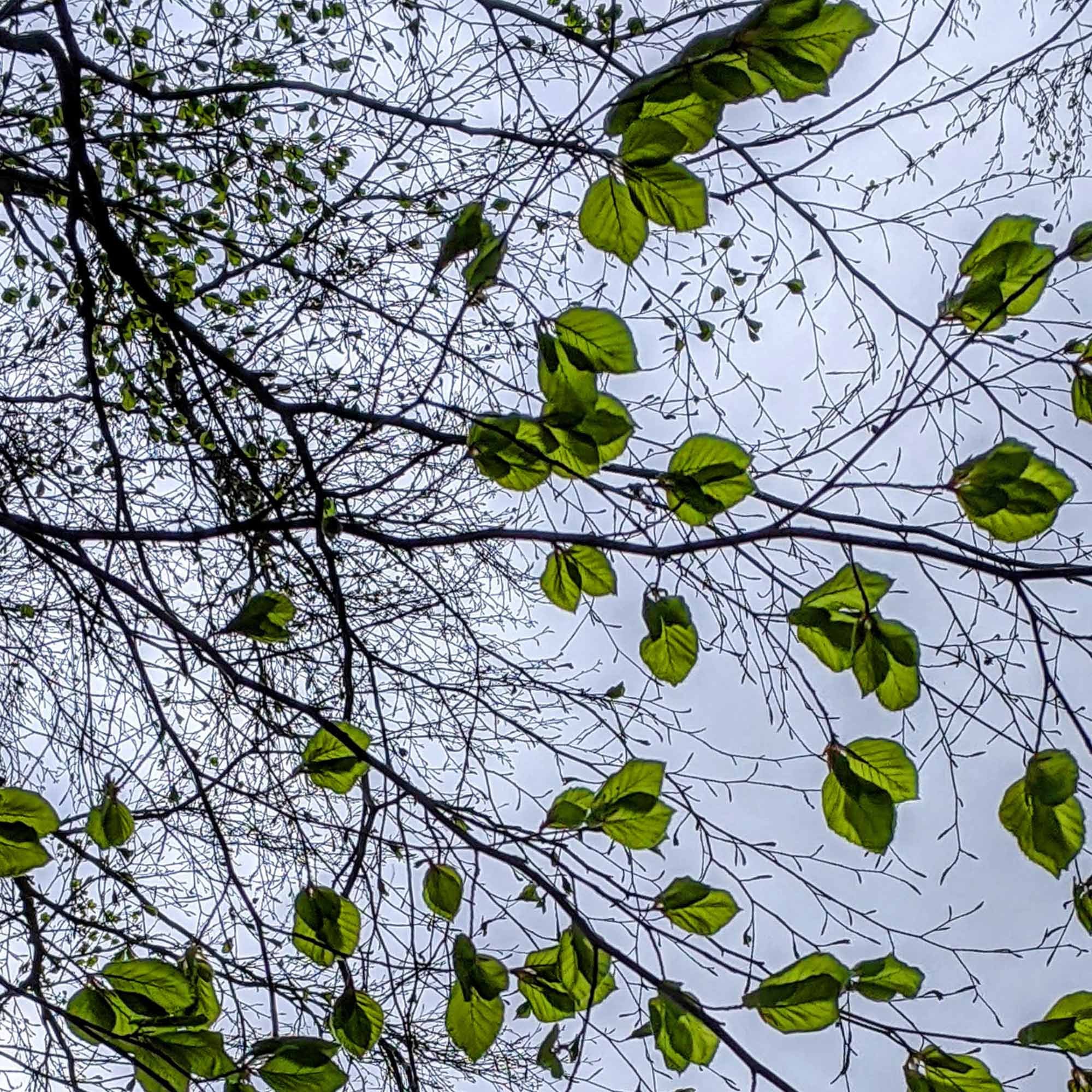 Beech_leave_Spring_.jpg