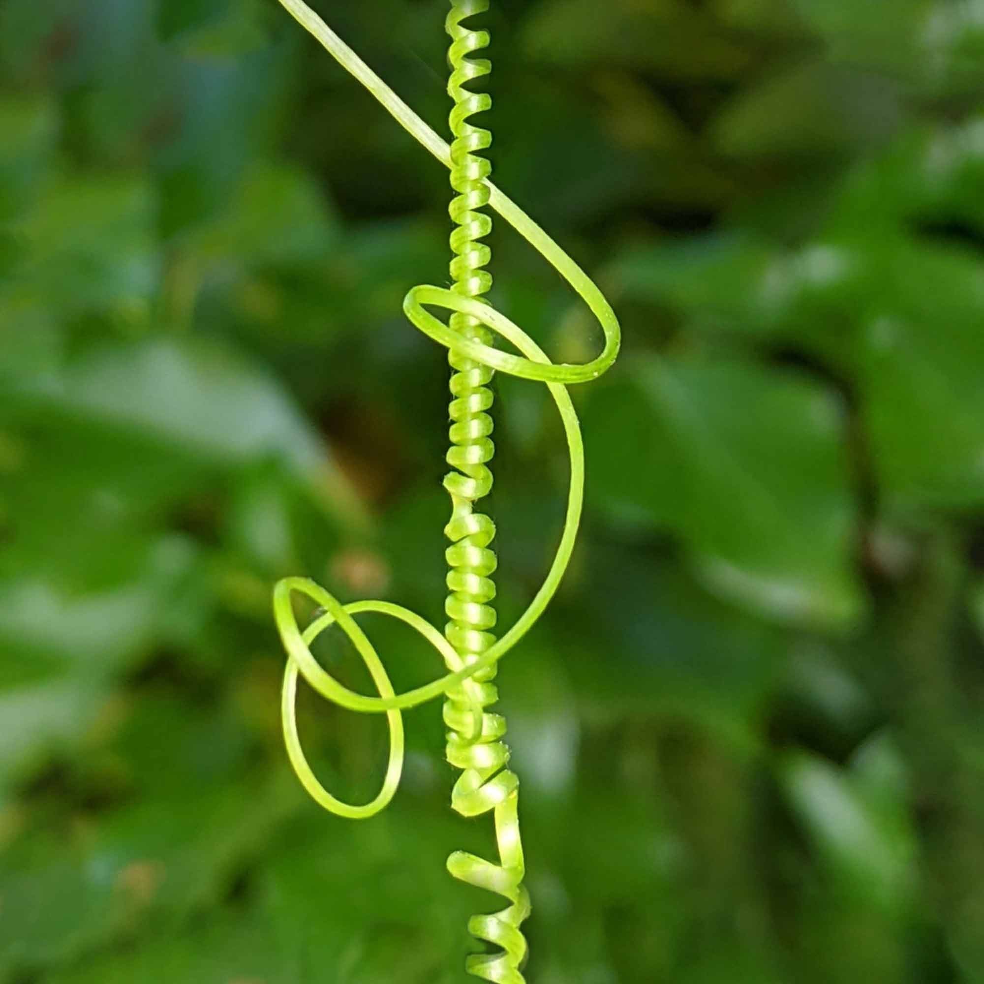 Tendrils_Extended_.jpg