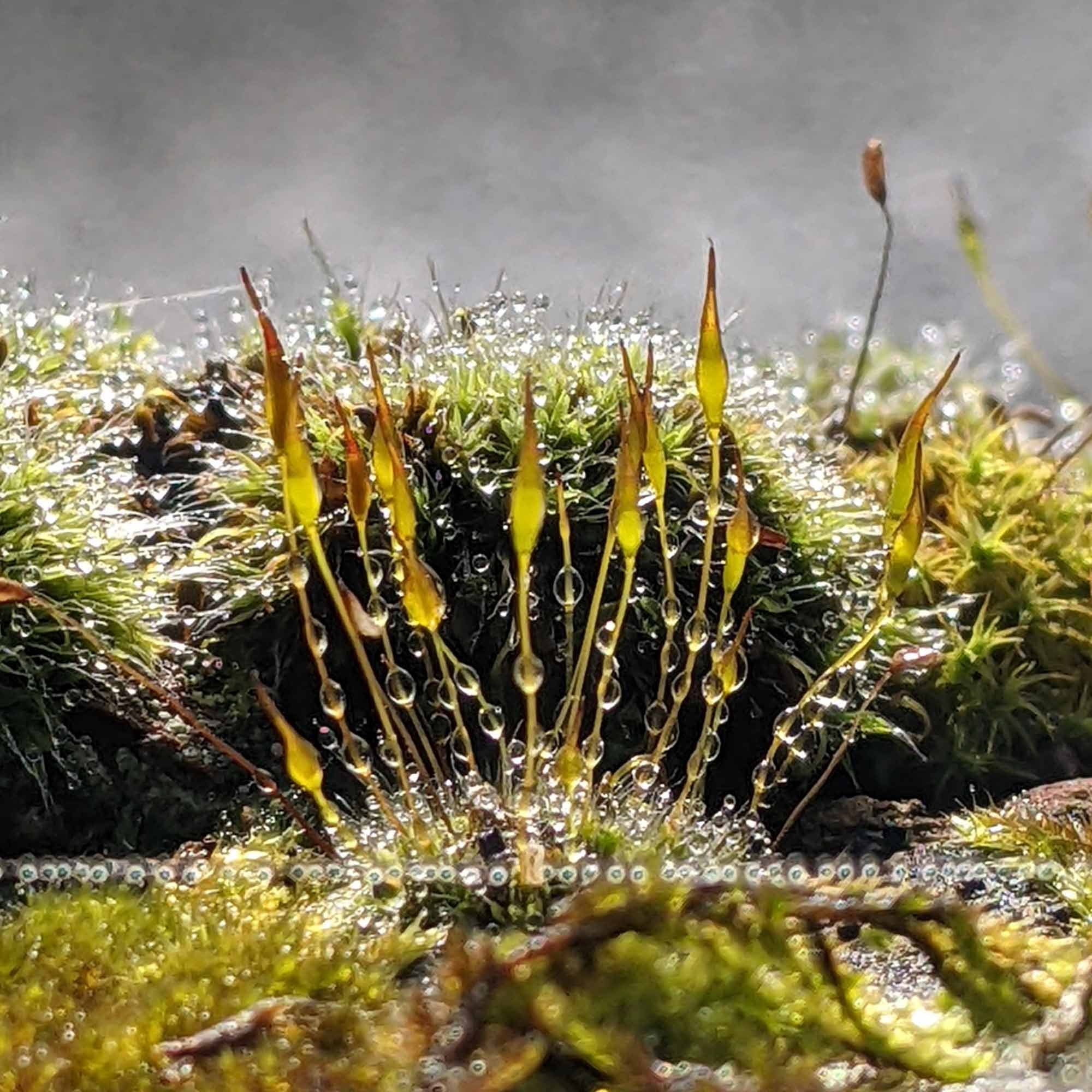 Soggy_Moss_a_.jpg