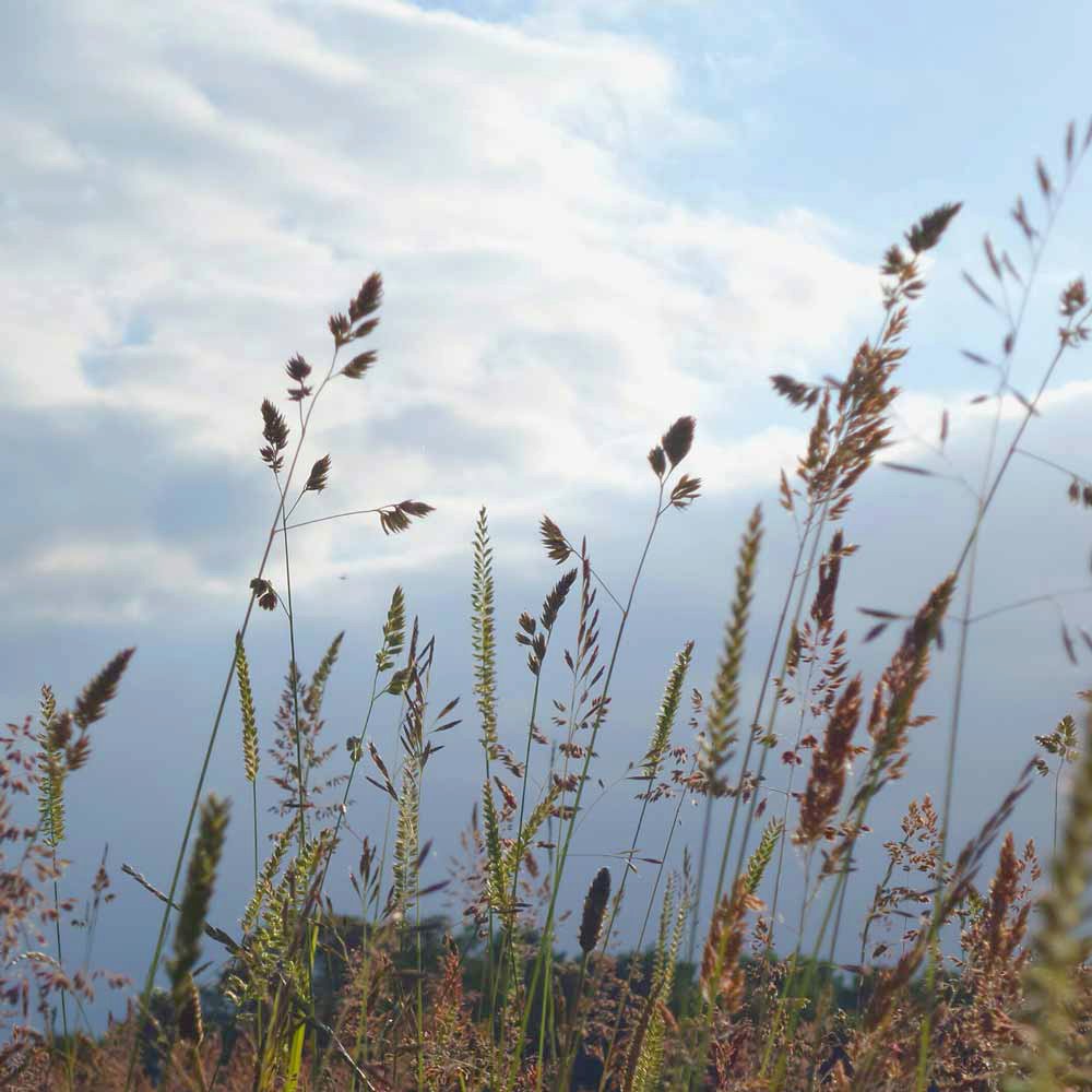 Meadow2_colour_.jpg