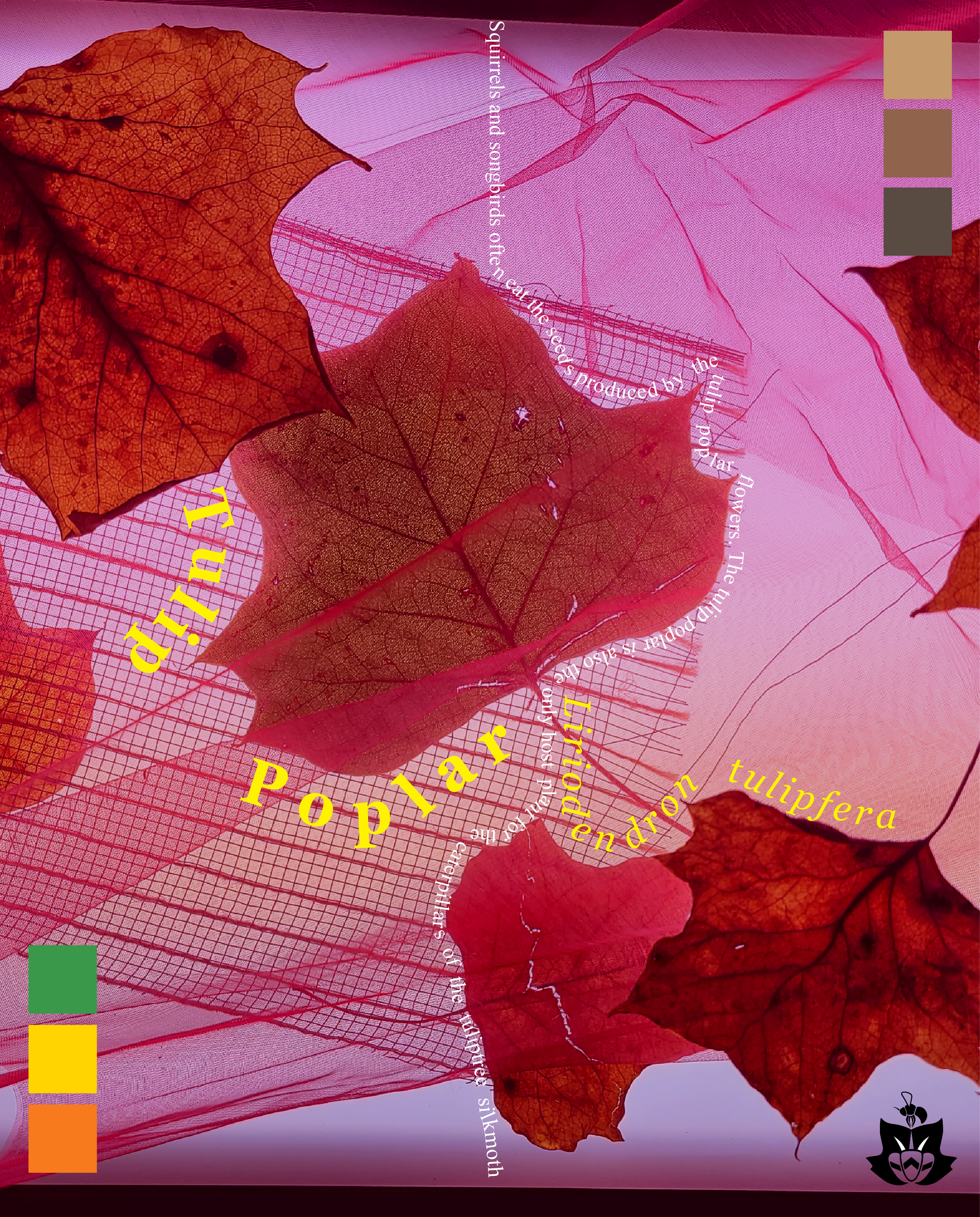 Tulip Poplar poster project
