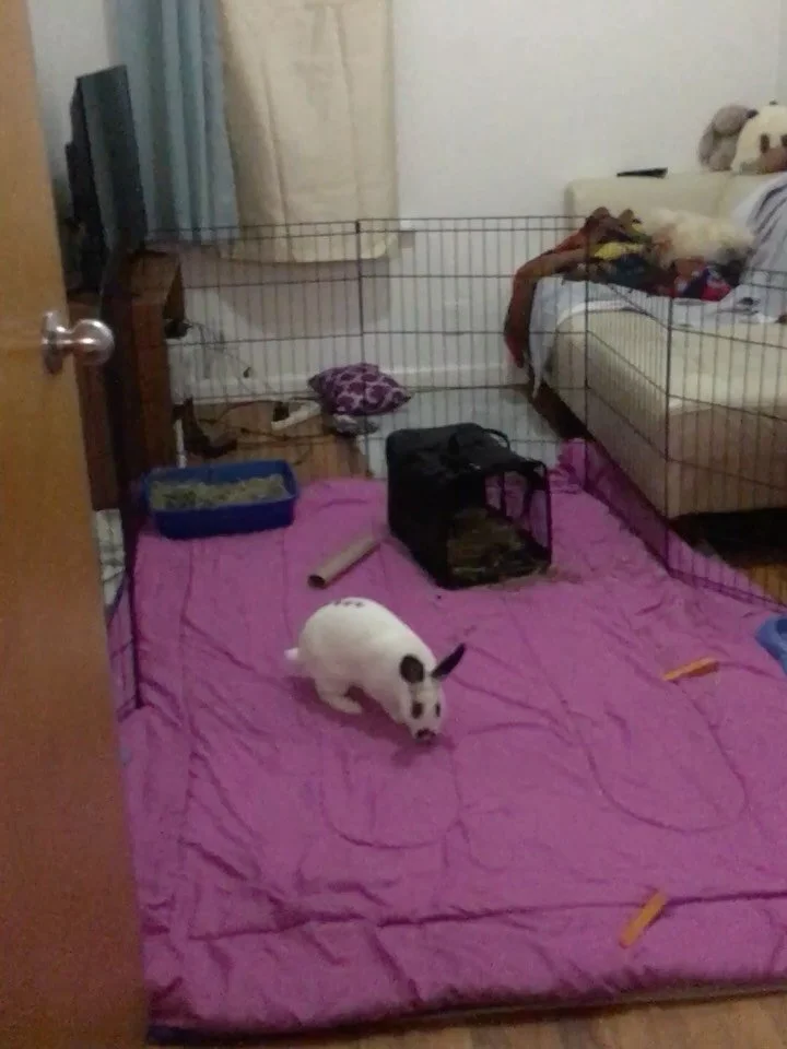 To the greatest girl bun who ever lived. Thank you for filling our lives with so many laughs and years of love. You&rsquo;ll always be our favorite grumpy girl with endless fatitude. 

8 years ago on a whim we decided to go to the Harlem Animal Shelt