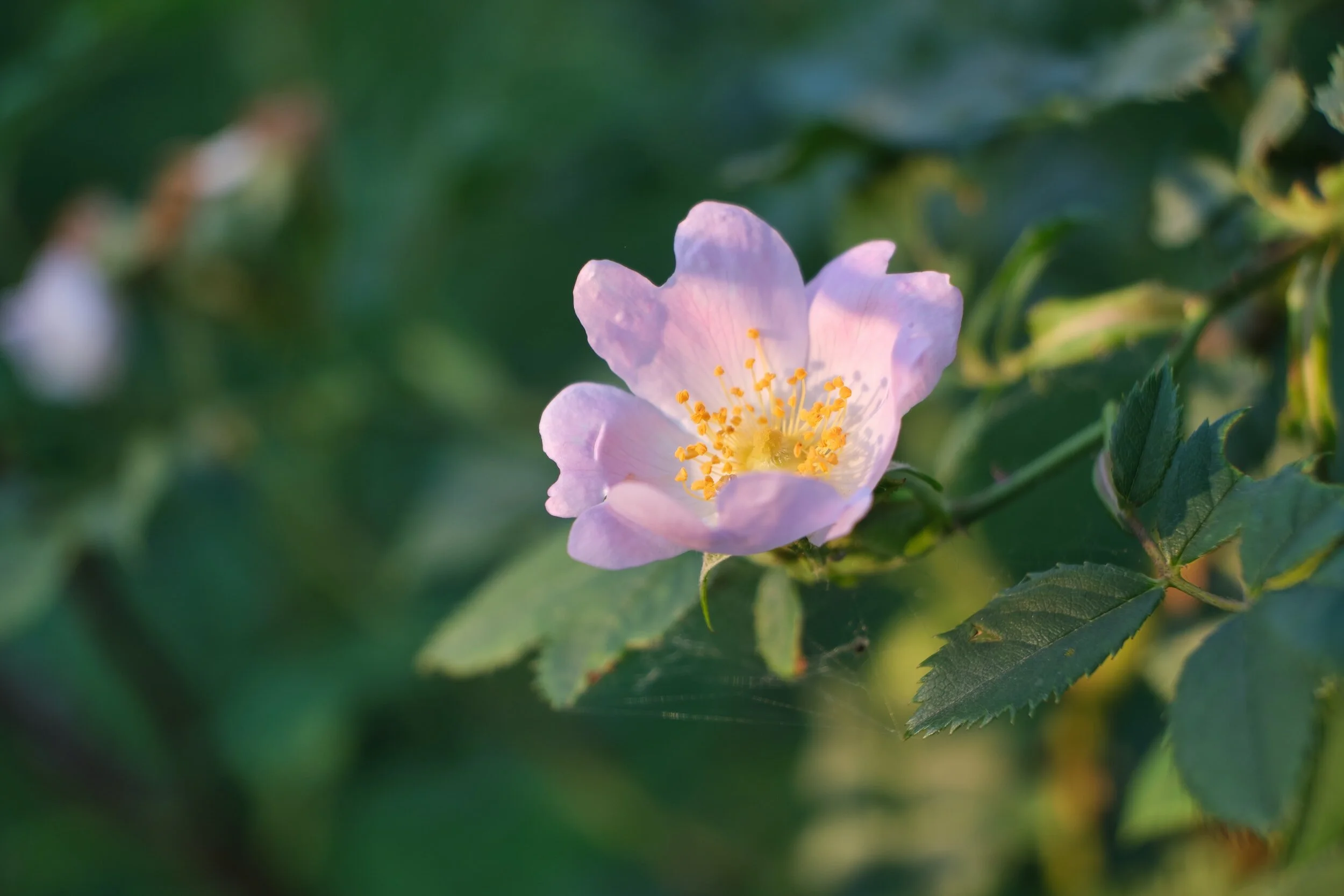 A close-up of a light pink flower with yellow stamens against green foliage.