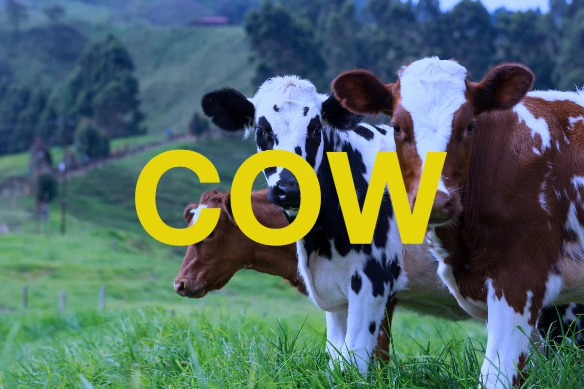 Short Story: "Cow"