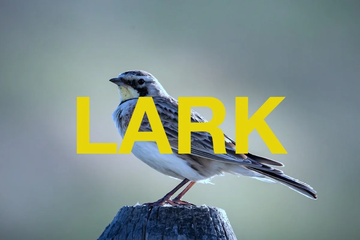 Short Story: Lark