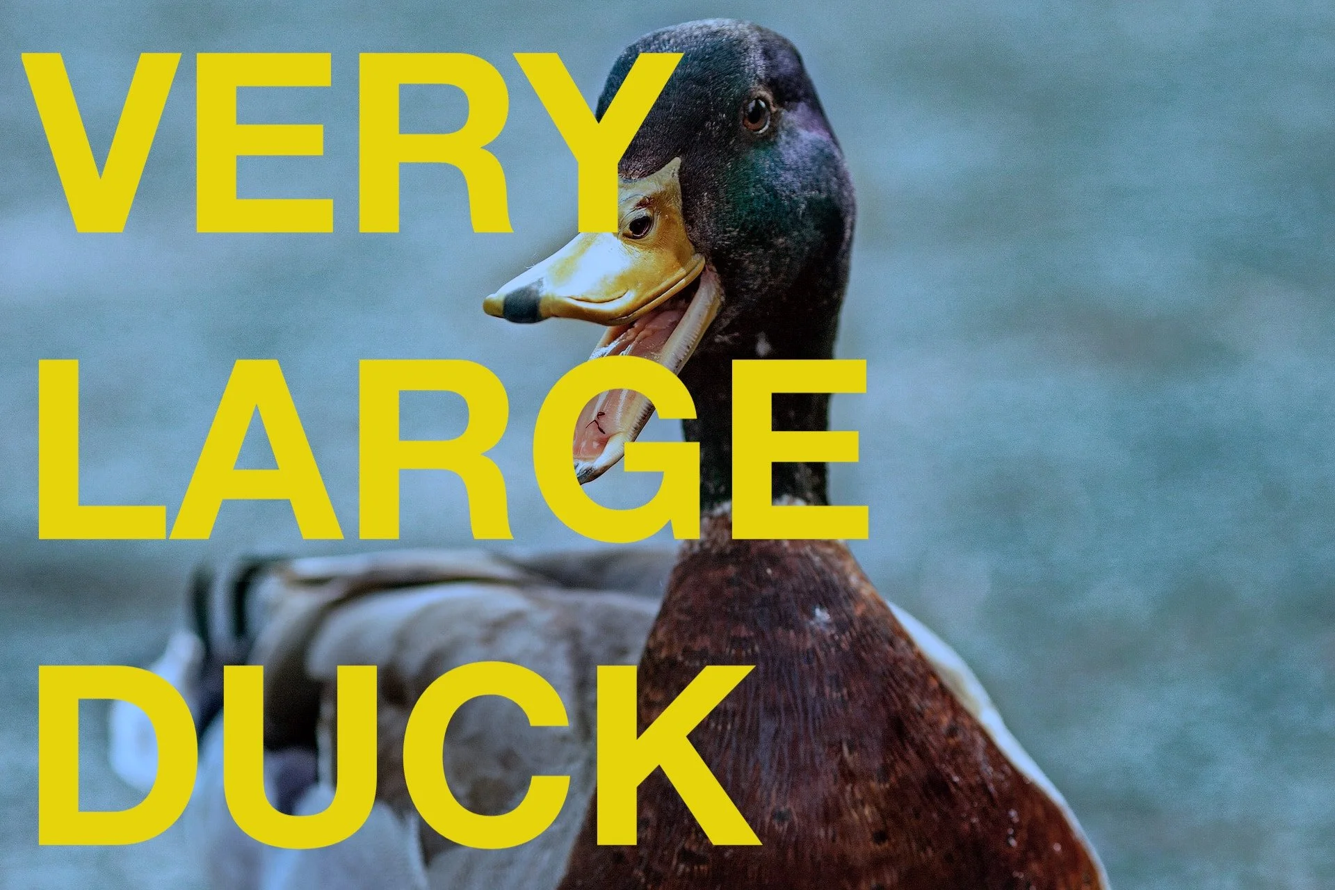 Bits: Very Large Duck