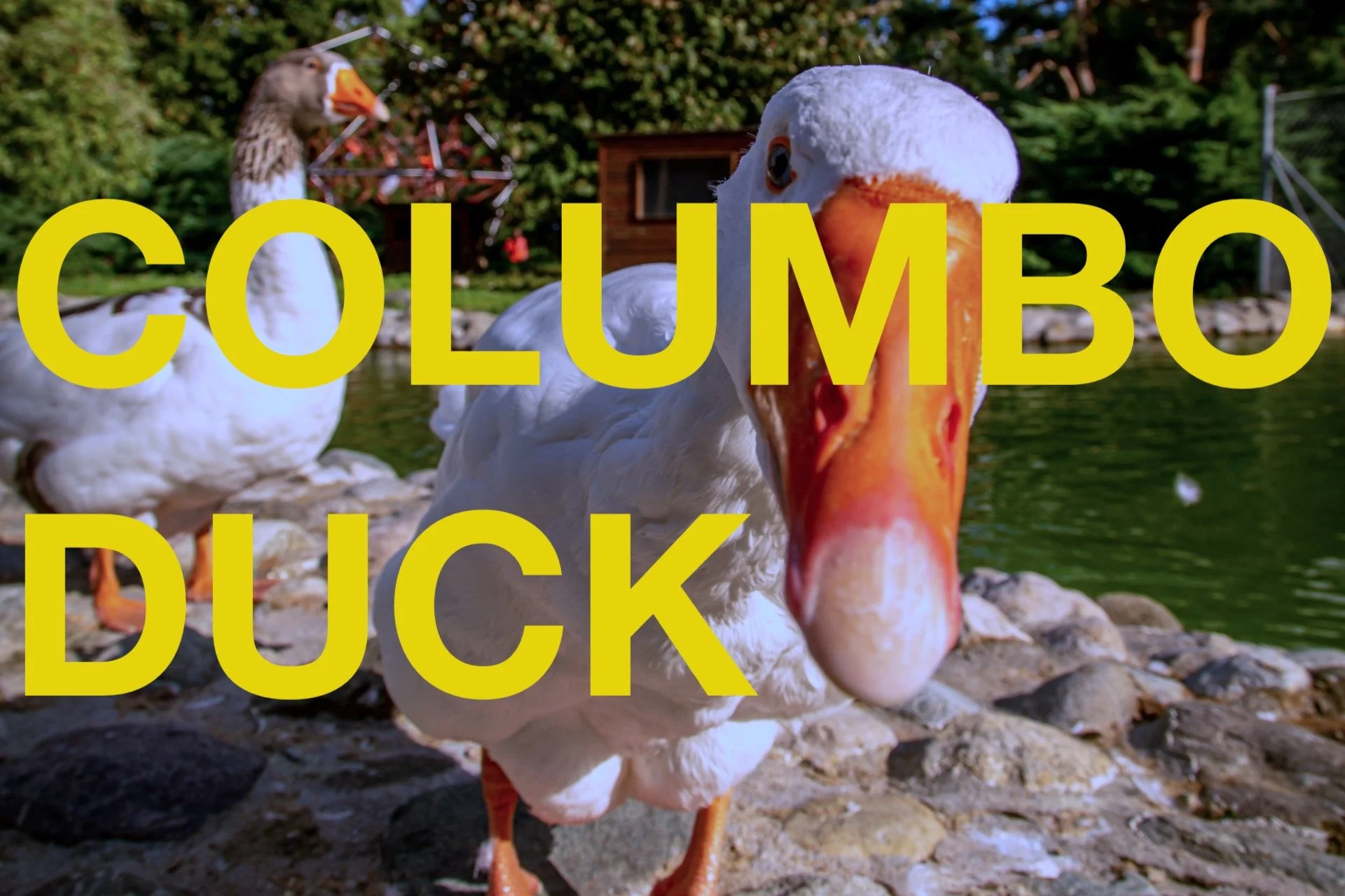 Bits: Columbo Duck