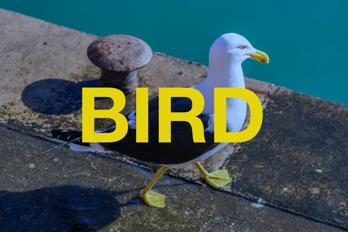 Bits: Bird