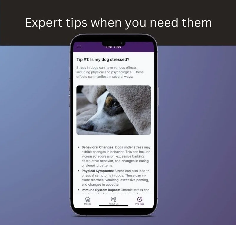 tips to have a happy dog