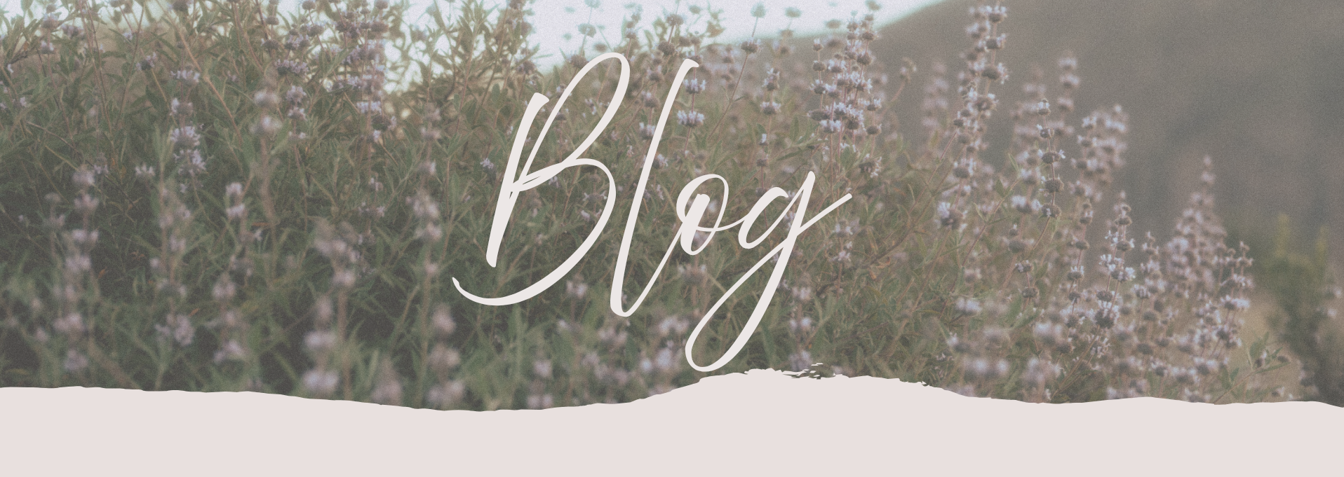 Banner image of wild flowers in front of mountains and sky with light pink word blog