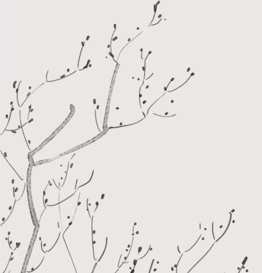 Gray willow branches coming in from left side with small flowerbuds