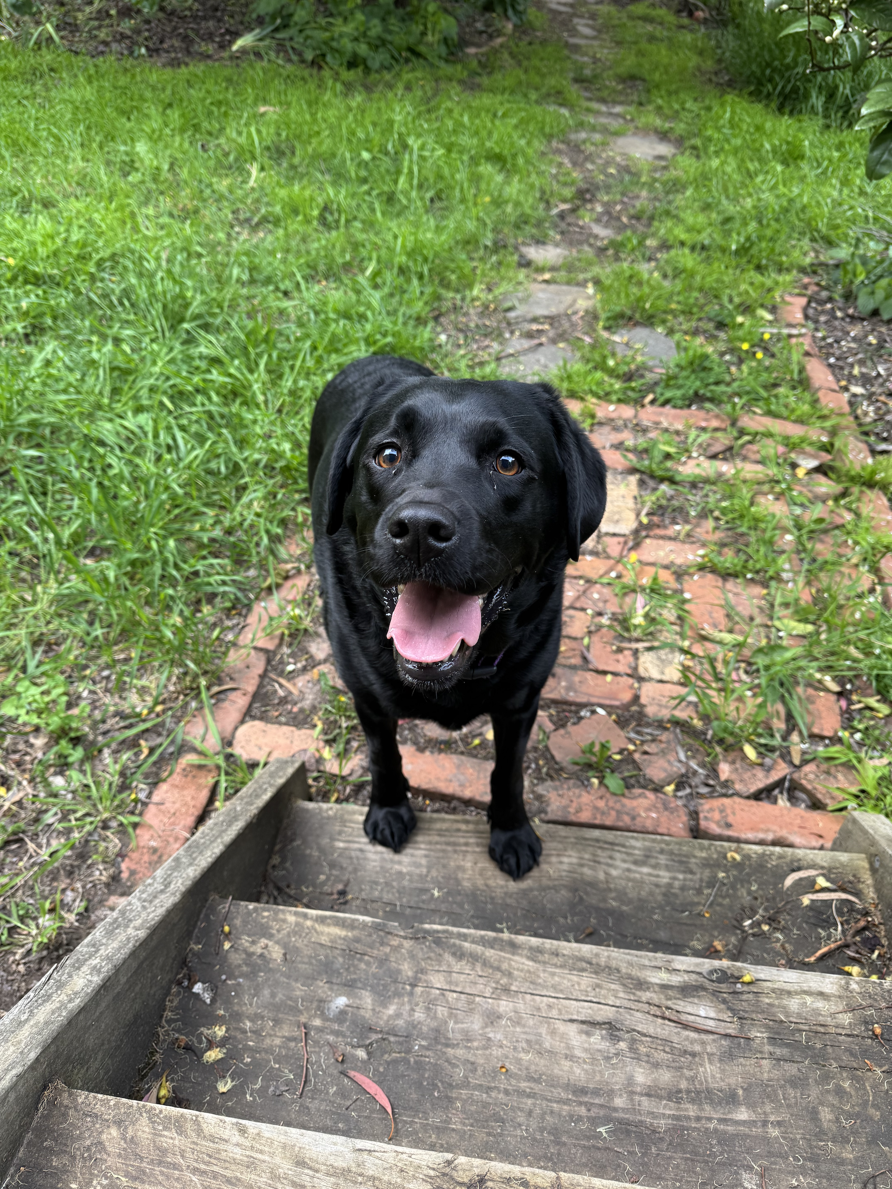 A young woman with black hair, tattoos, and a laughing expression, outdoors with greenery and wooden structures in the background.
