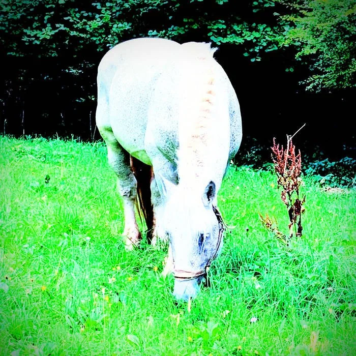 About the Elephant by Firebug Invasion!