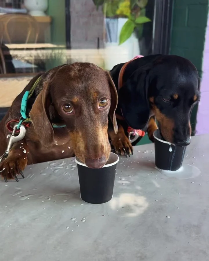 As the weather warms up it&rsquo;s the perfect chance to bring your four-legged family members in for a treat! 

We welcome all friendly dogs on our decked area, with water and dog parking available in the shade. 

They might be a little messy someti