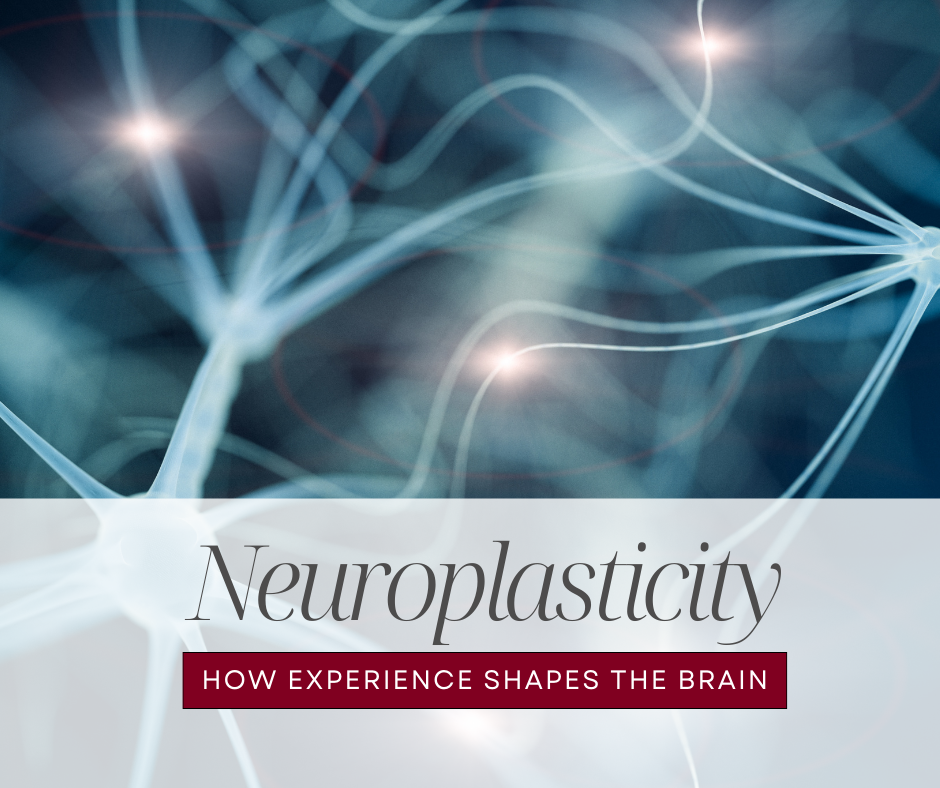 Neuroplasticity: How Experience Shapes the Brain