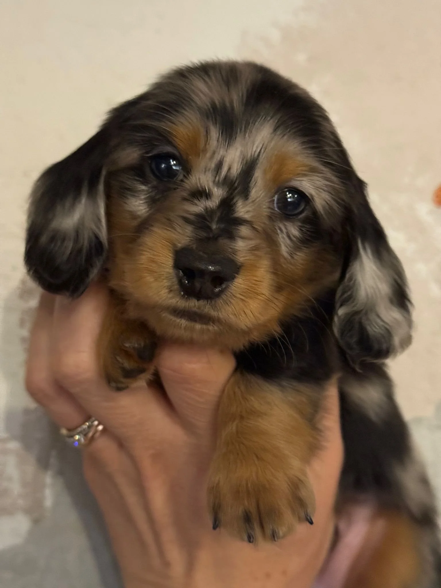 WhatsApp Image 2026-04-01 at 11.22.33 (1).jpeg