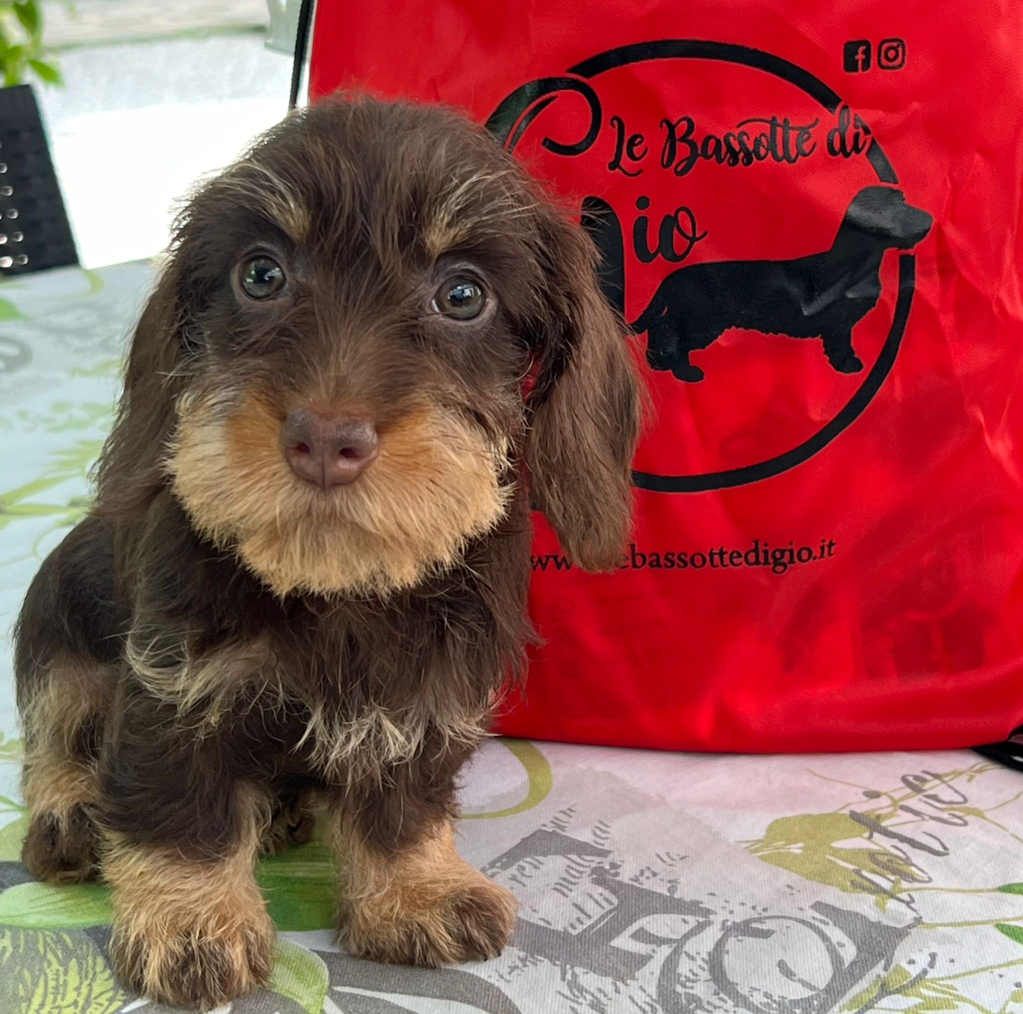 CUCCIOLATE IN ARRIVO 2026