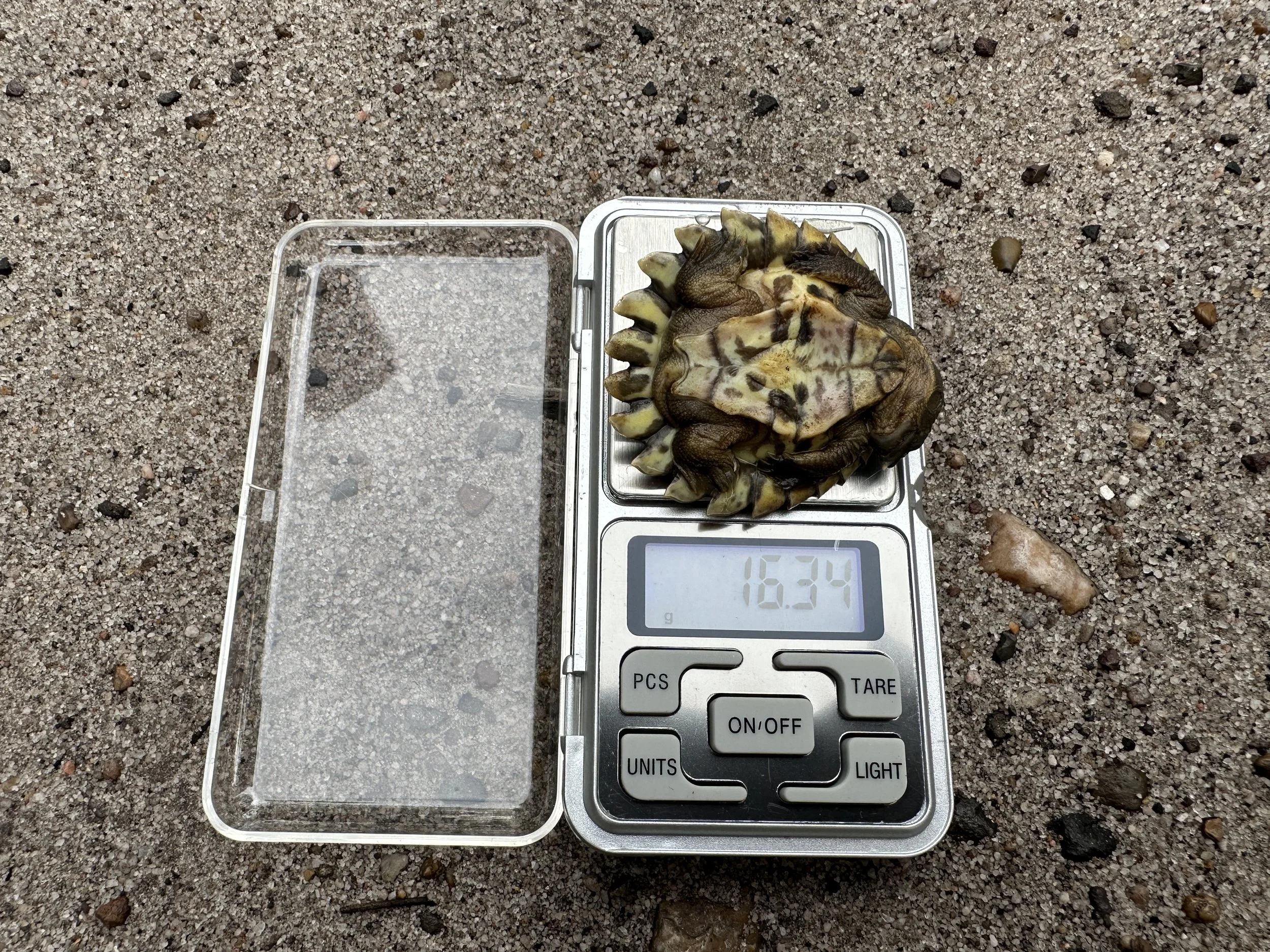 weighing baby turtle.JPG