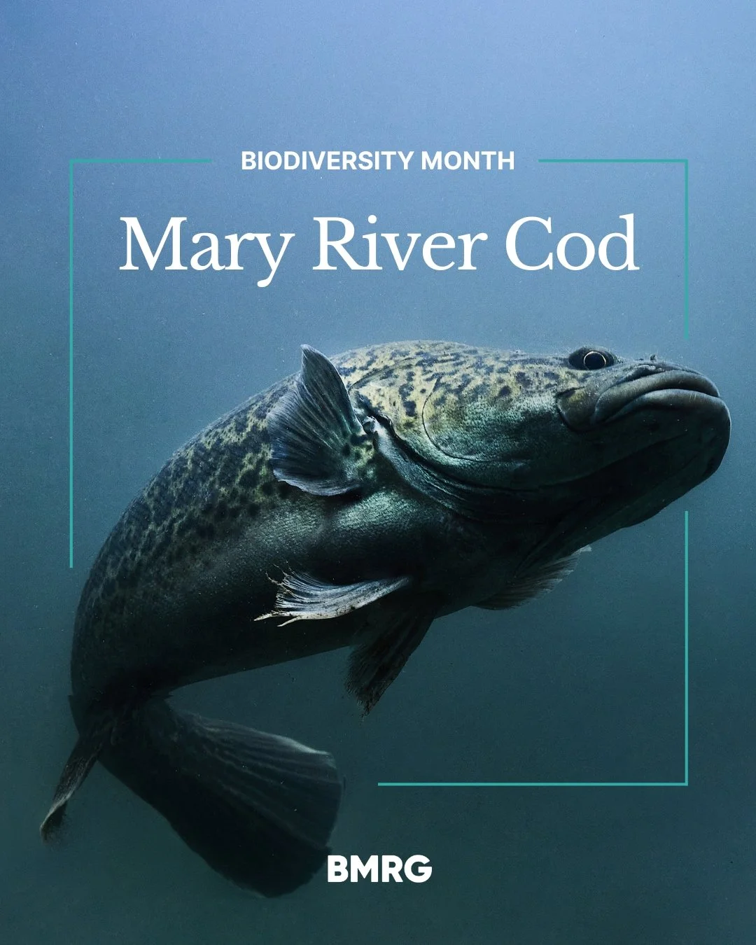 Mary River Cod: A Biodiversity Icon

This endangered freshwater giant is a powerful reminder of why Biodiversity Month matters. By restoring habitats and protecting our rivers, we&rsquo;re giving the Mary River cod, and countless other species, a fut