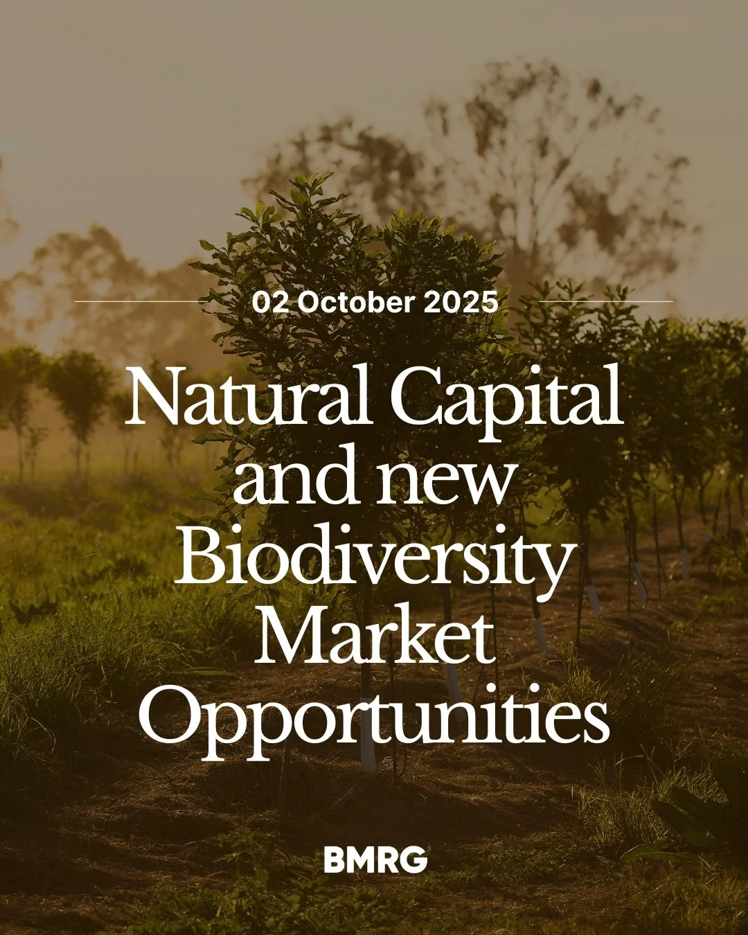 Curious about Natural Capital?

Join our free workshop to learn how new environmental markets can benefit your farm business. Hear from experts, ask questions, and explore pathways to get started.

👉 Free morning tea &amp; lunch included.
Learn more