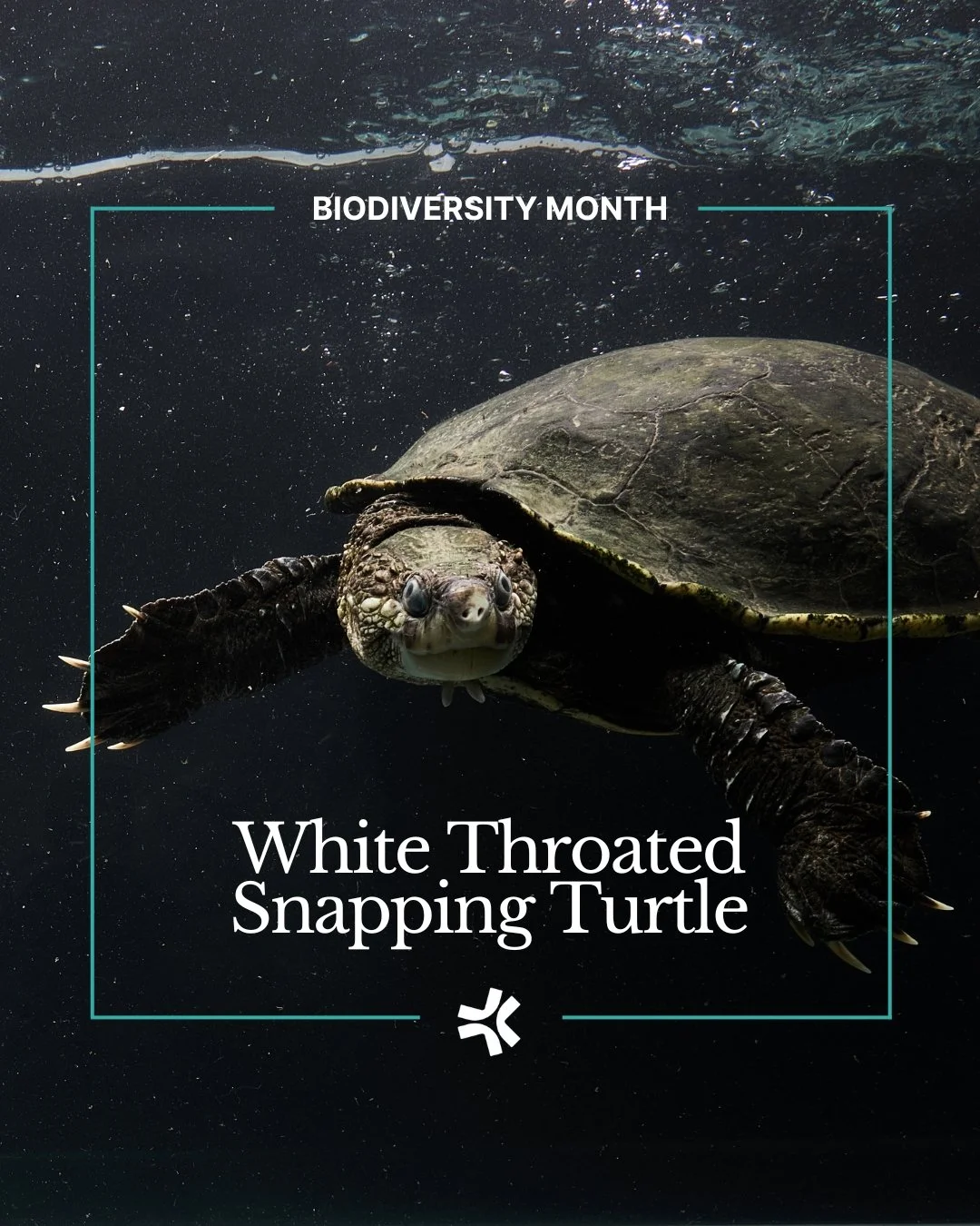 Native to the Mary River, the white-throated snapping turtle is one of Australia&rsquo;s most endangered species. 

This Biodiversity Month reminds us why protecting unique wildlife and healthy rivers matters. Together with communities, we&rsquo;re r