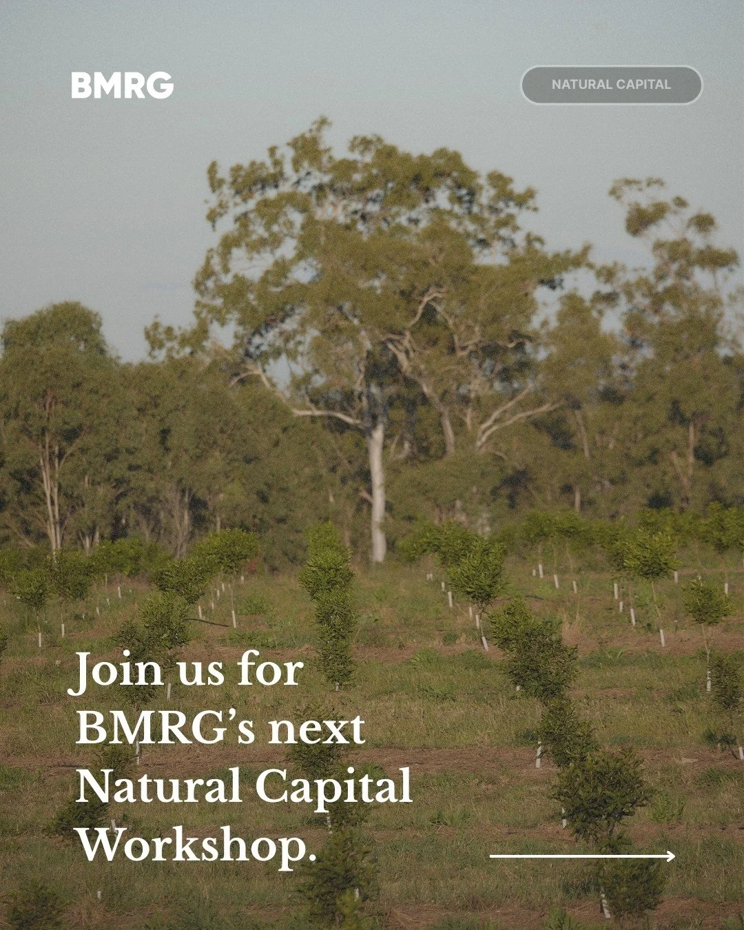 Don&rsquo;t miss BMRG&rsquo;s Natural Capital Workshop at the Gympie Showgrounds next week - tickets are almost gone.

Hear from Grovia, who are empowering farmers and land managers to access natural capital markets with transparent, practical soluti