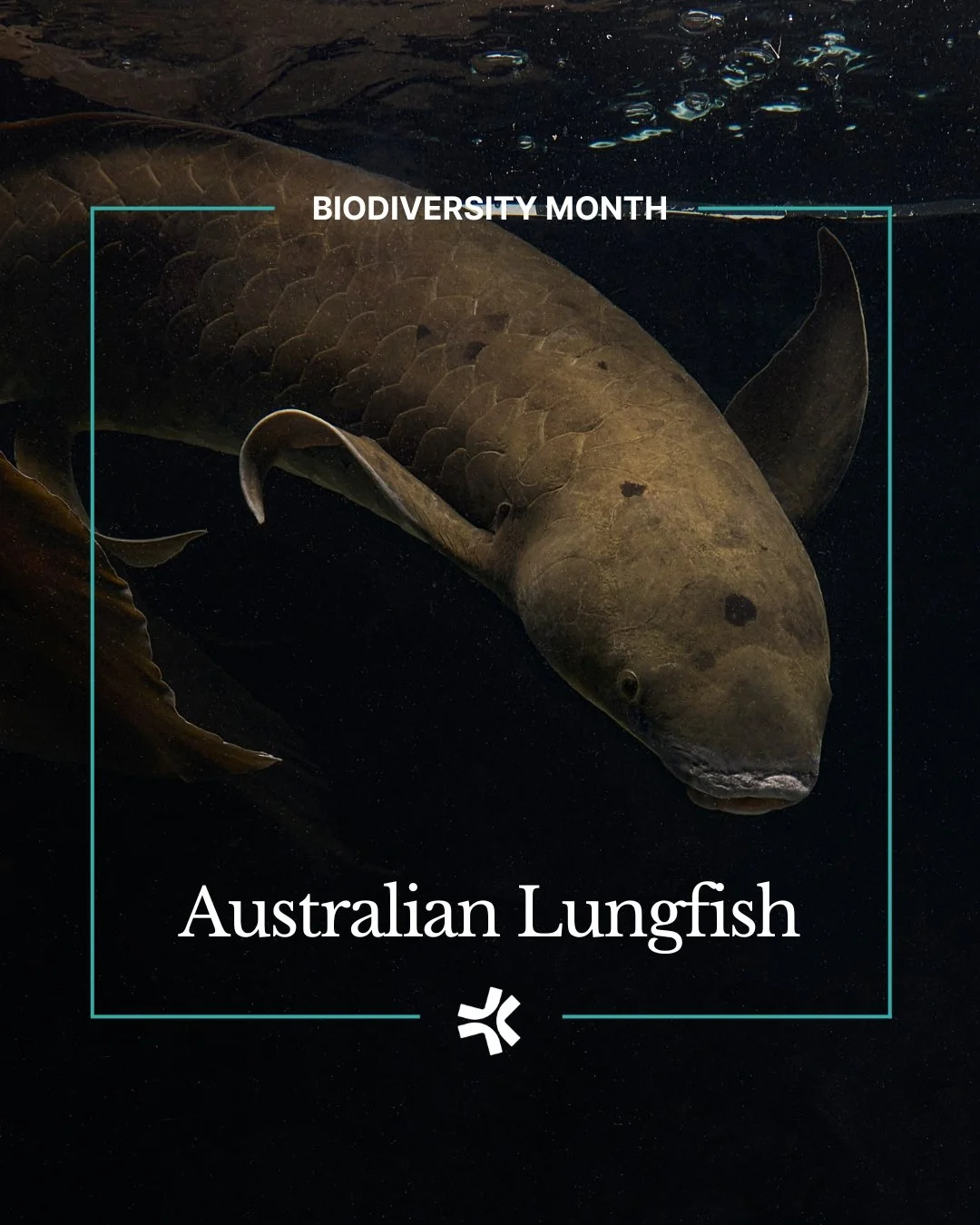 As we close out Biodiversity Month, we&rsquo;re highlighting the Australian Lungfish, found only in a handful of rivers, including the Burnett and Mary. Its survival depends on healthy, slow-flowing waterways with rich aquatic vegetation. 

By protec