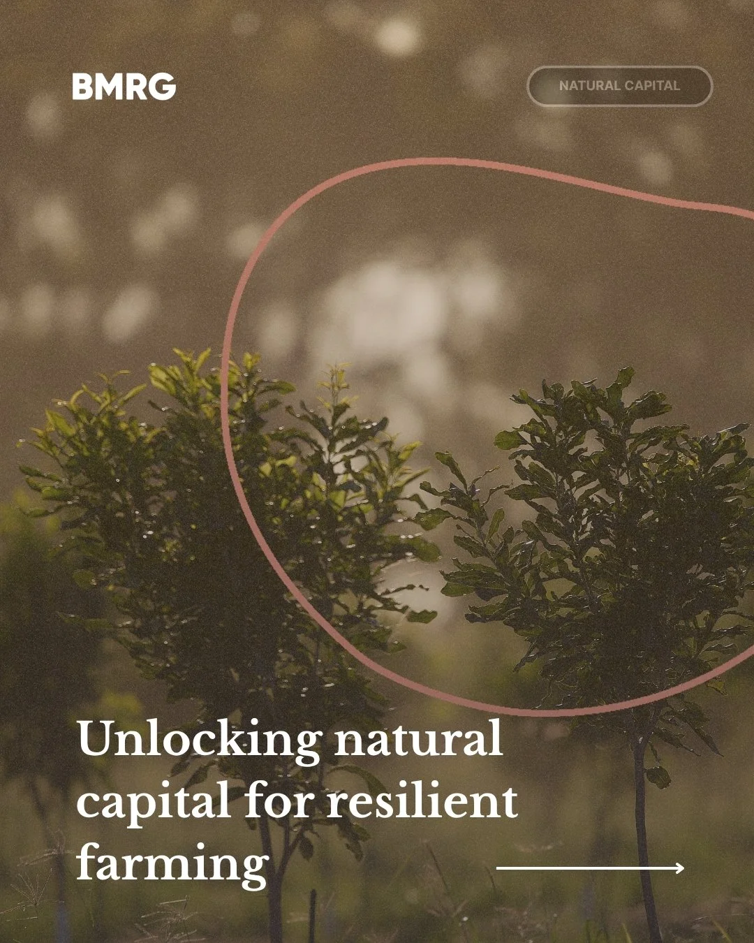 Our Natural Capital Workshop was a huge success yesterday with attendees learning all about how they can benefit from natural capital on farm.

This event was brought to producers by BMRG's Climate Smart Catchments Project, supported by the Australia