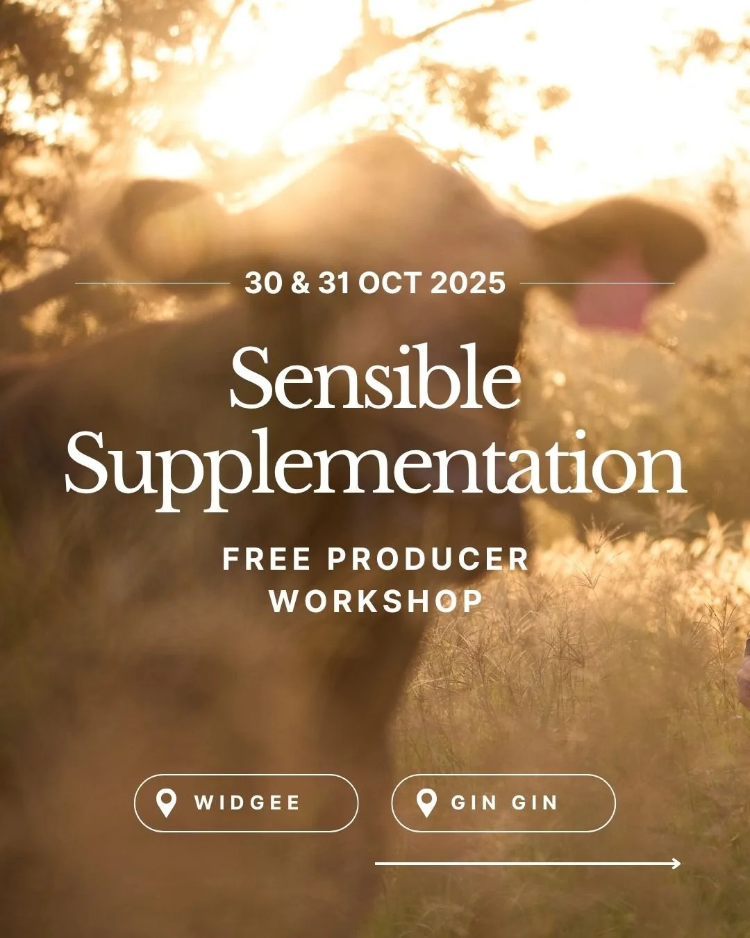 Sensible Supplementation Workshop 

📅 New Date: Thu 30 Oct
📍 Widgee Hall, 8:30am-1:00pm

Join the Dept of Primary Industries for cattle nutrition fundamentals, supplement options, and cost-effective strategies. RSVP by 17/10 via QR or email Megan.G