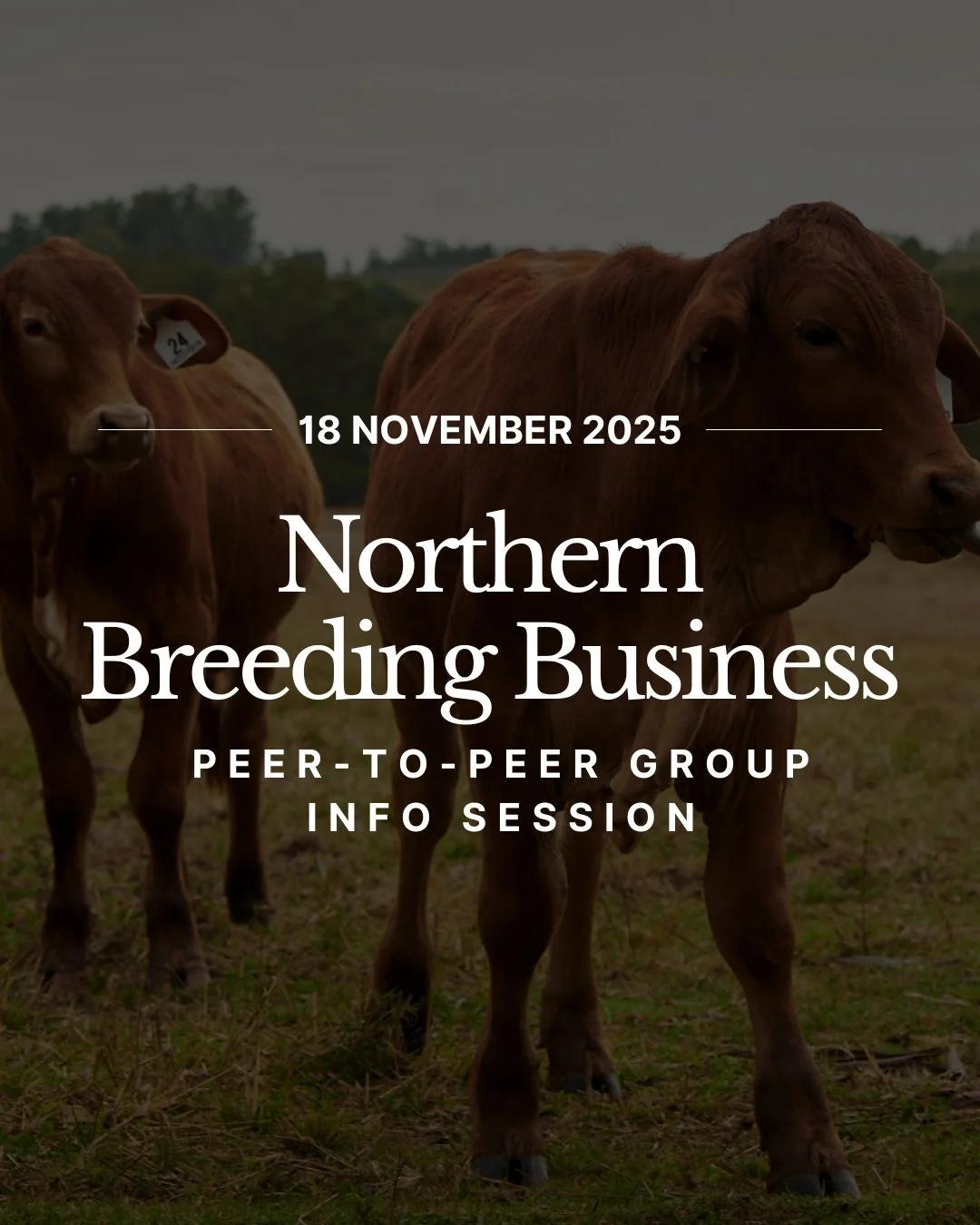 Join our free NB2 Info Session on Tuesday, 18 November 2025, and hear firsthand how the Northern Breeding Business (NB2) program is helping producers lift performance, profitability, and resilience.

Co-delivered by BMRG, MLA, Bush Agribusiness, and 