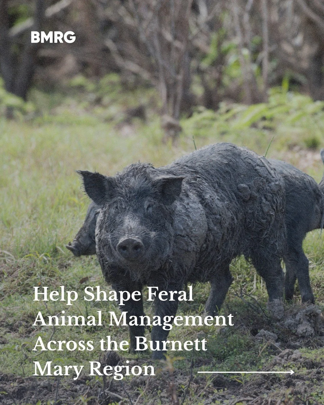 Have your say on feral animal management in the Burnett Mary region. 🐷🦊

Your local knowledge can help shape stronger, community-led programs that protect biodiversity, production and cultural heritage.

🗓 Survey open until 14 Dec 2025
🔗 Link in 
