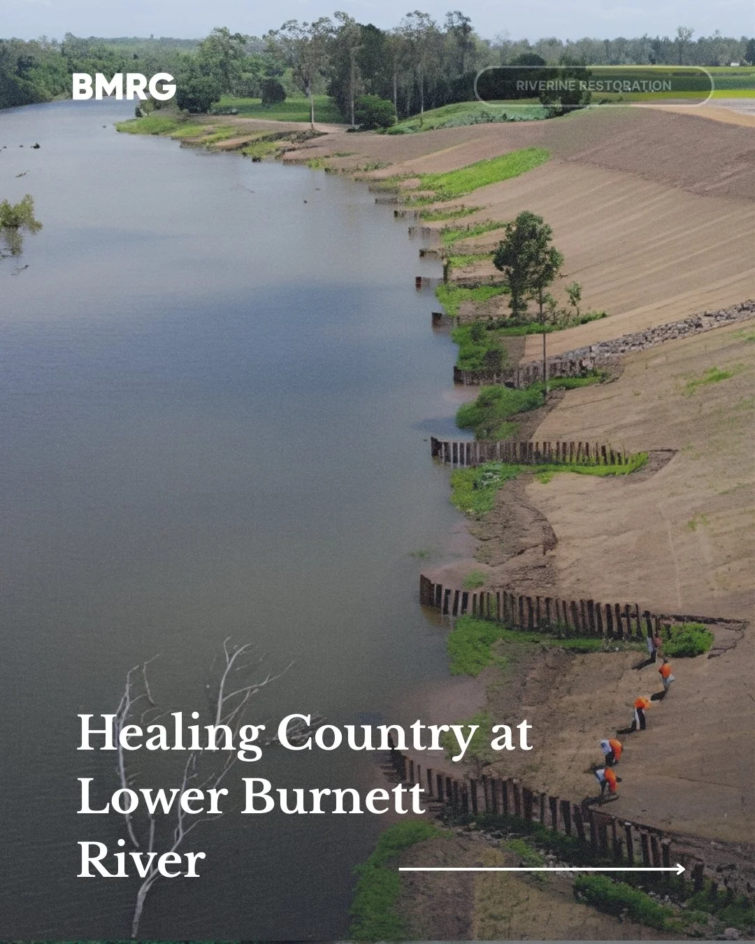 BMRG&rsquo;s riverine project in the lower Burnett river is flourishing - with a thriving cover crop and strong growth of newly planted native trees and shrubs transforming a once-bare, steep riverbank along the Burnett River.

This work is part of t