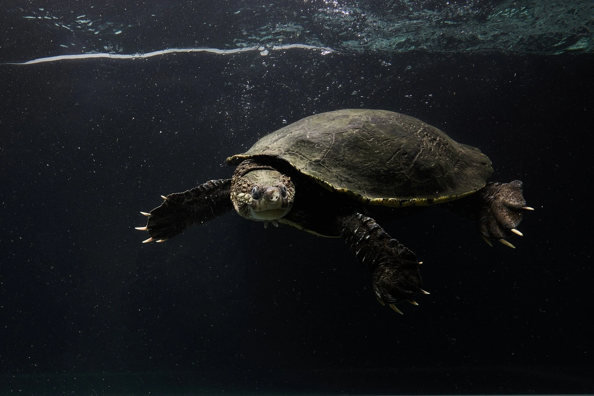 It&rsquo;s World Turtle Day, and we&rsquo;re lucky to share a region with some of the most extraordinary turtles on the planet.

The Mary River turtle, Elusor macrurus, is one of them. Often called the &ldquo;punk turtle&rdquo; for the algae mohawk i