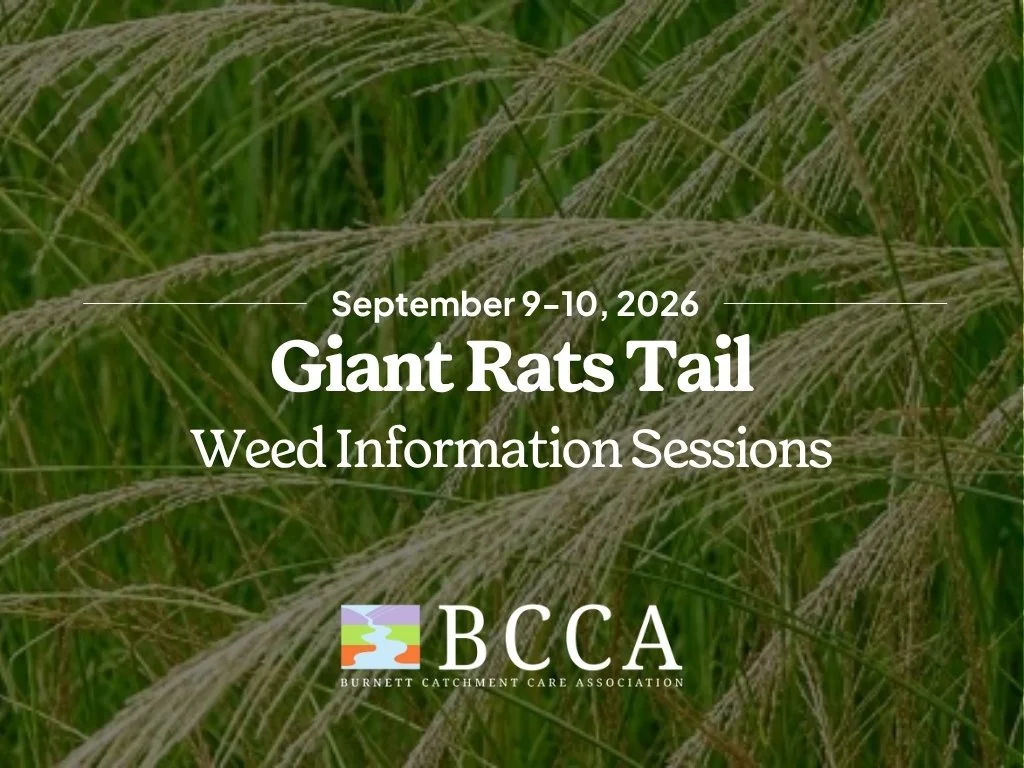 Giant Rats Tail: Weed Information Sessions - Inverlaw