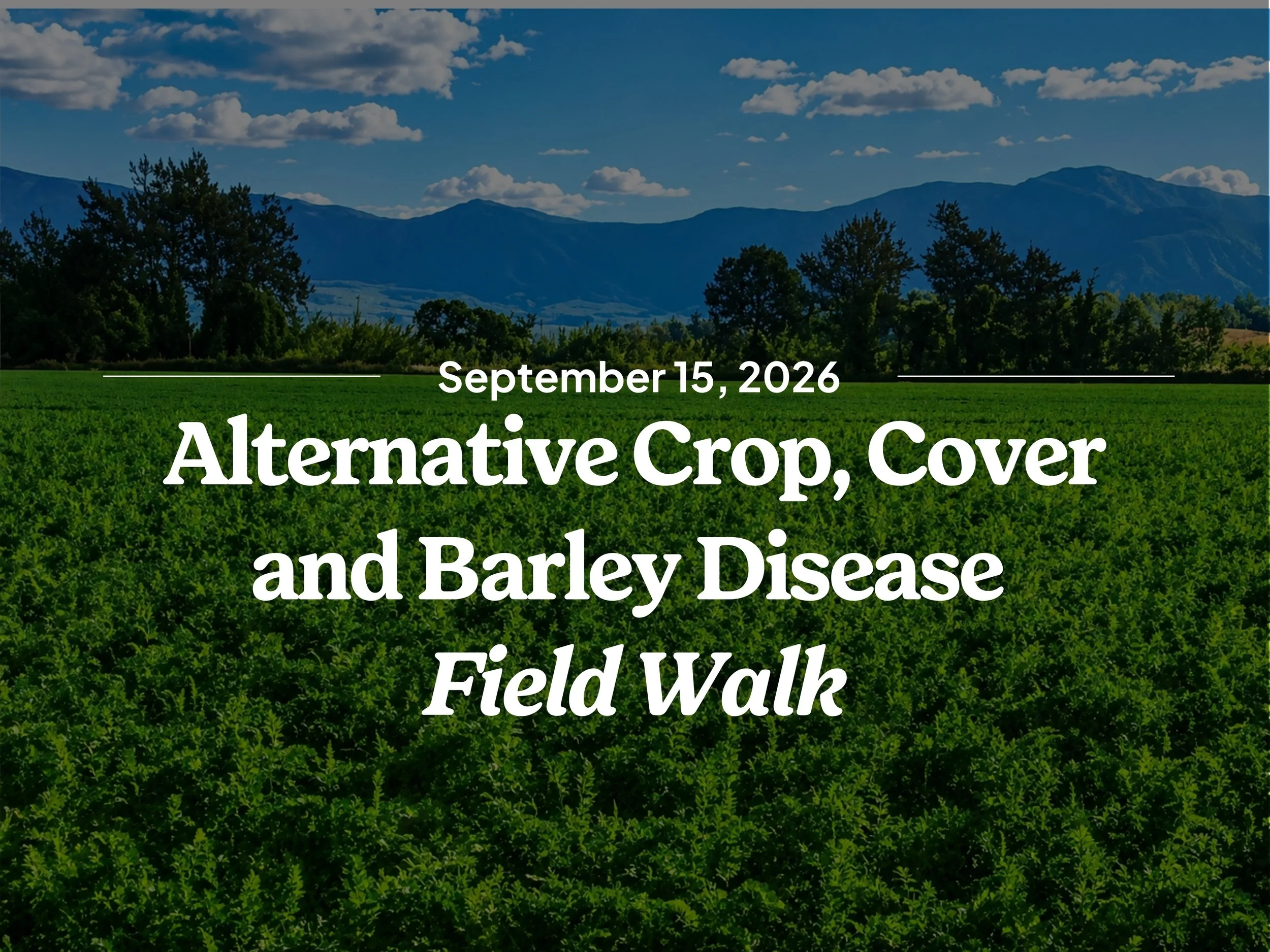 Alternative Crop and Cover options, and Barley Disease Field Walk