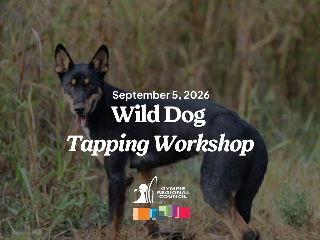 Wild Dog Tapping Workshop - Goomeri