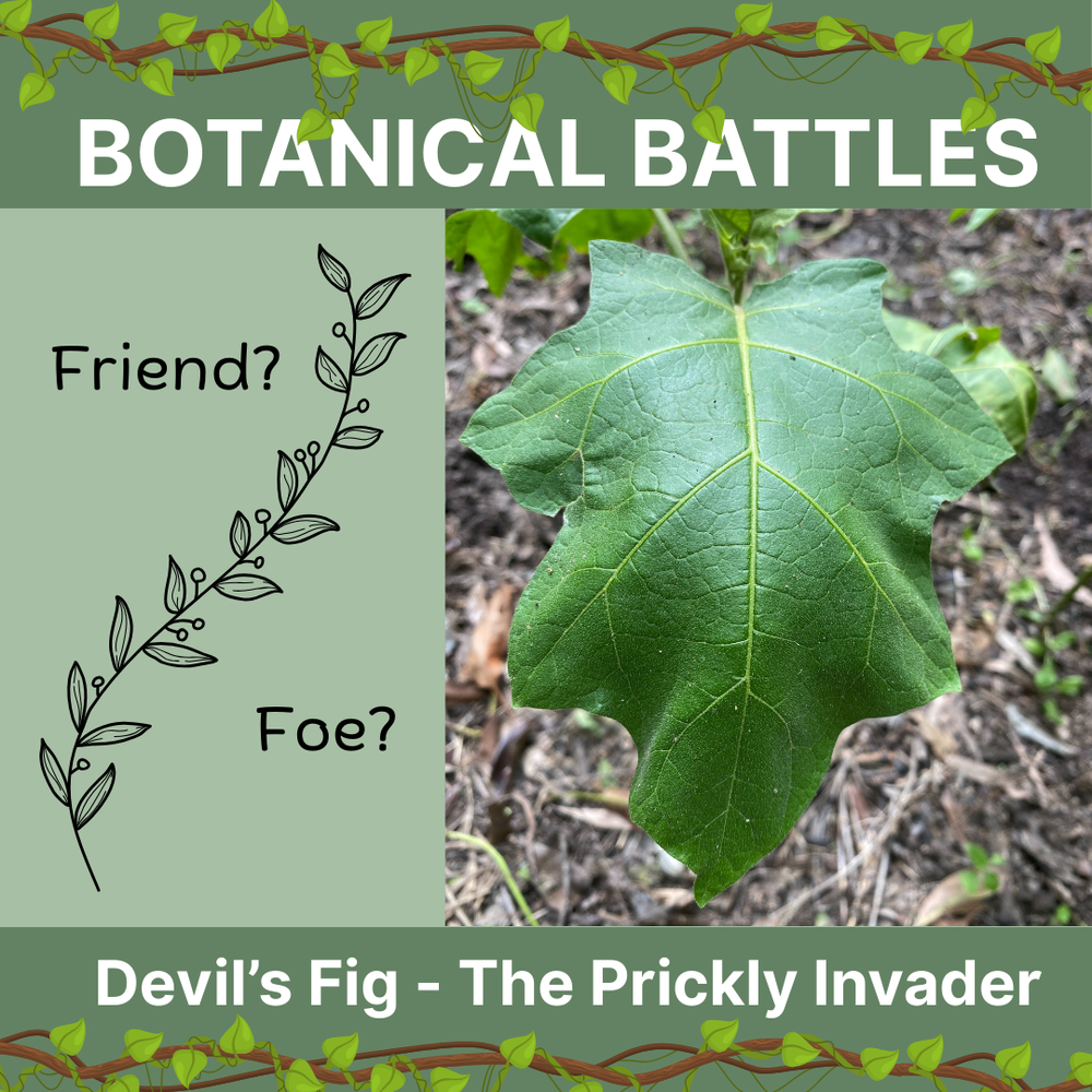 Botanical Battles: Friend or Foe? Devil’s Fig – The Prickly Invader — BMRG