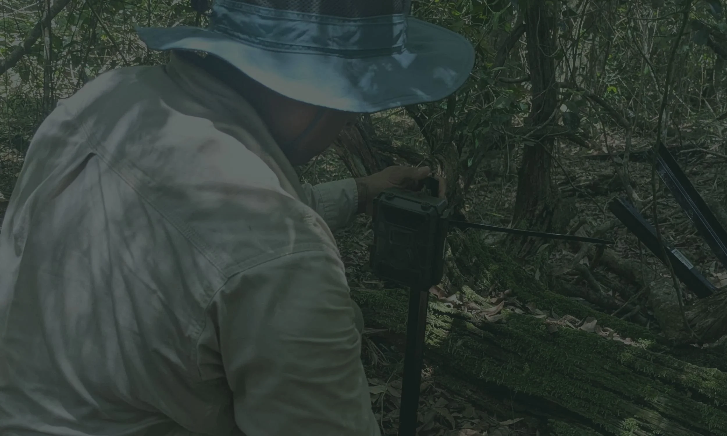 Black-Breasted Button-Quail Monitoring