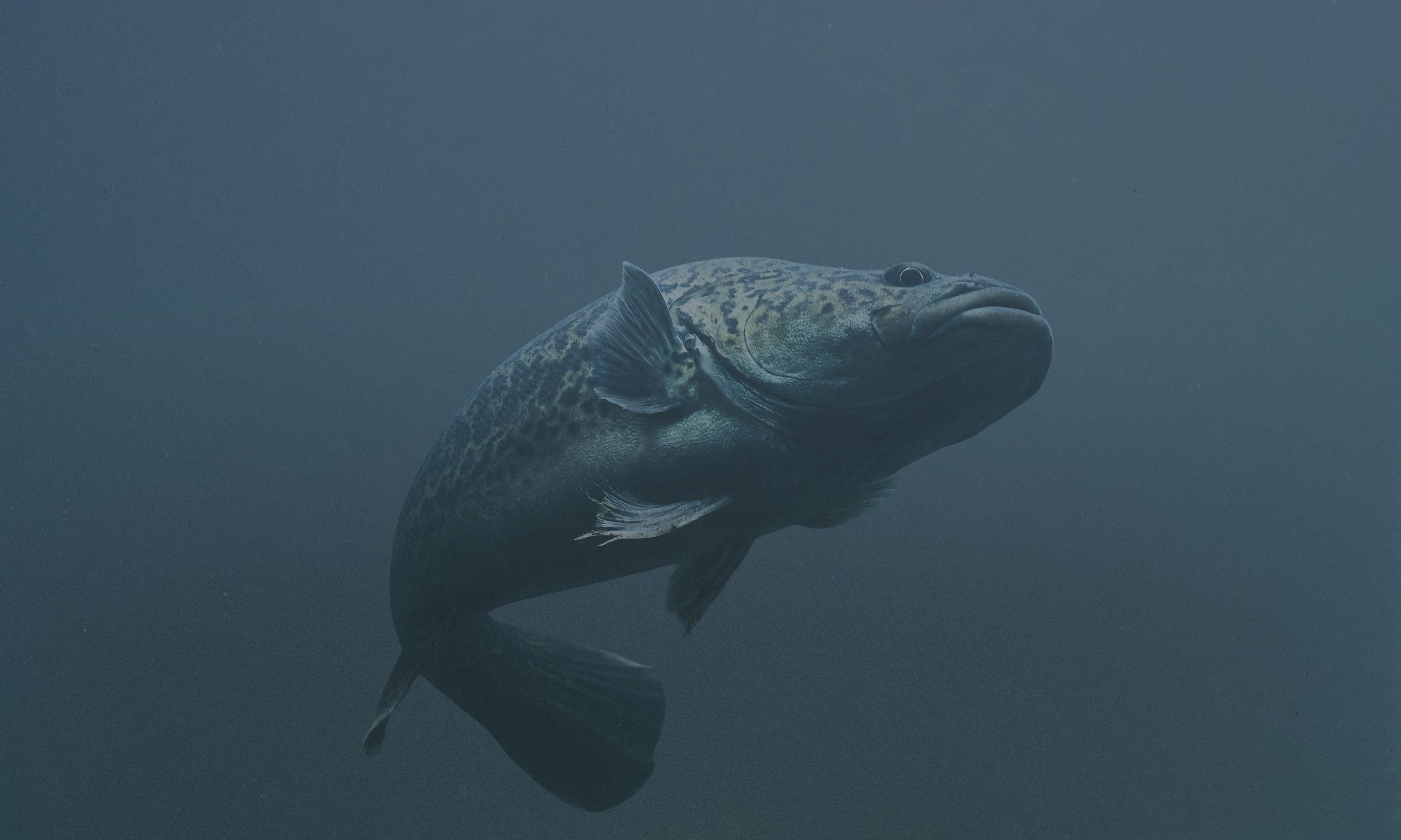 Reviving the Mary River Cod